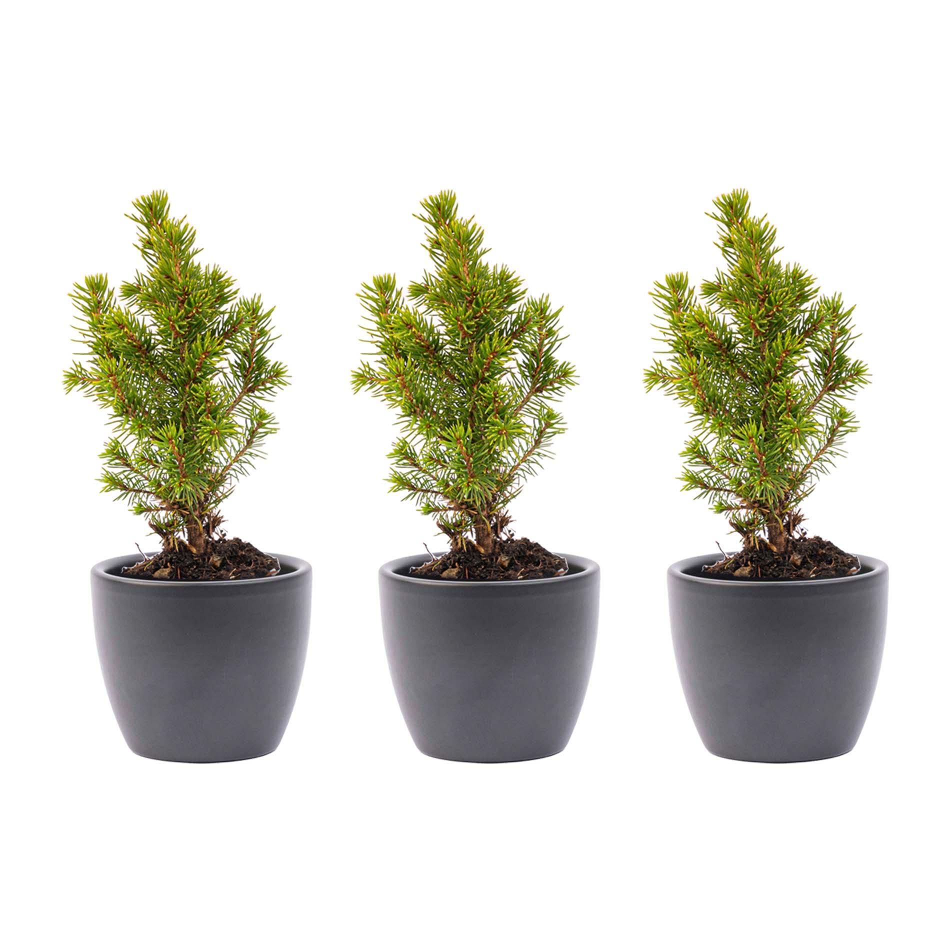 Mini-kerstboom set 6 - inclusief Boule Antraciet pot (8720872023465)