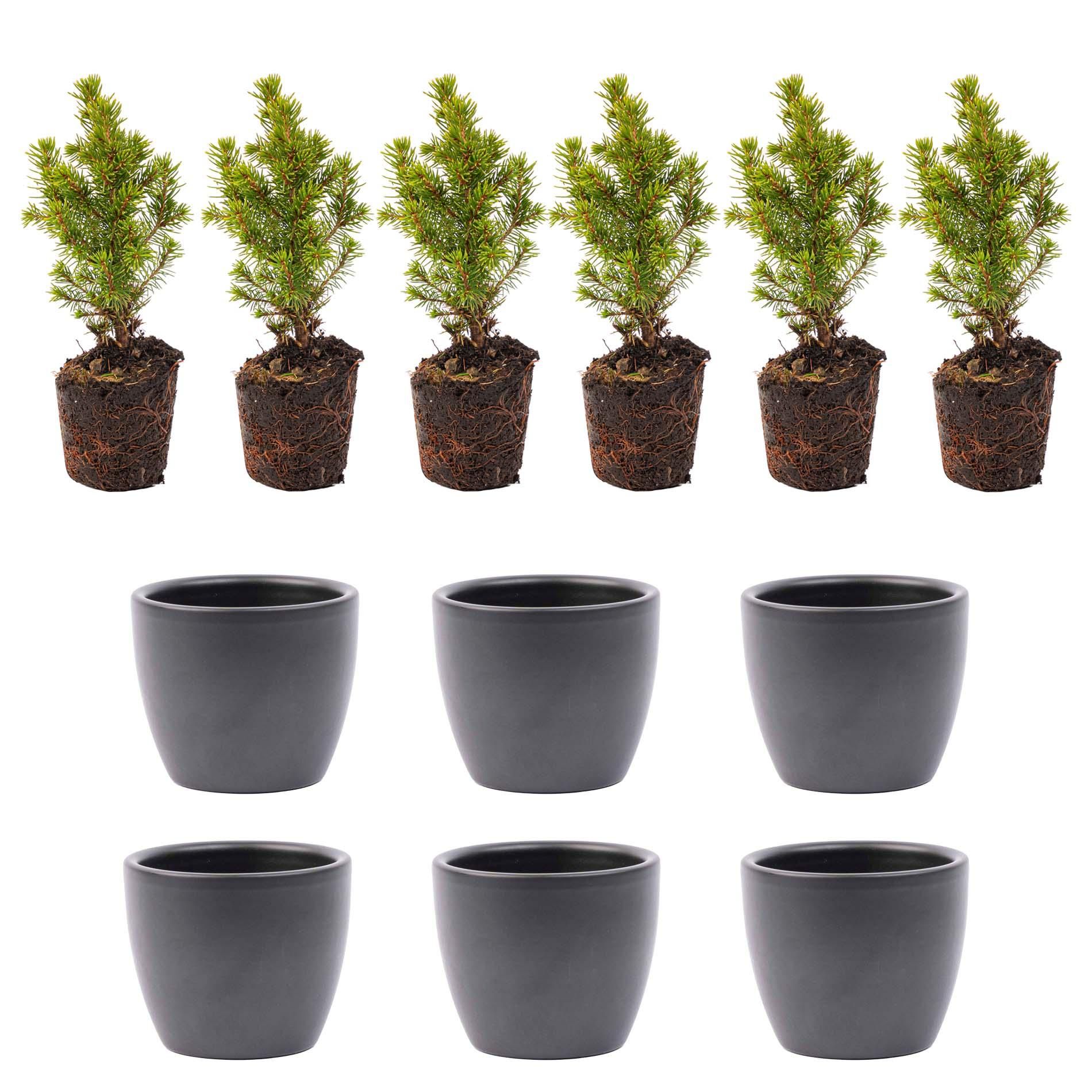 Mini-kerstboom set 6 - inclusief Boule Antraciet pot (8720872023465)
