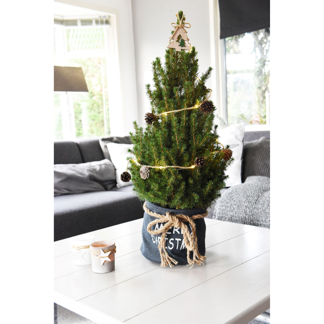 Plants by frank Kleine Kerstboom in Xmas Bag blauw - 70 cm - Picea Glauca Conica - Standalone (6095852111114)