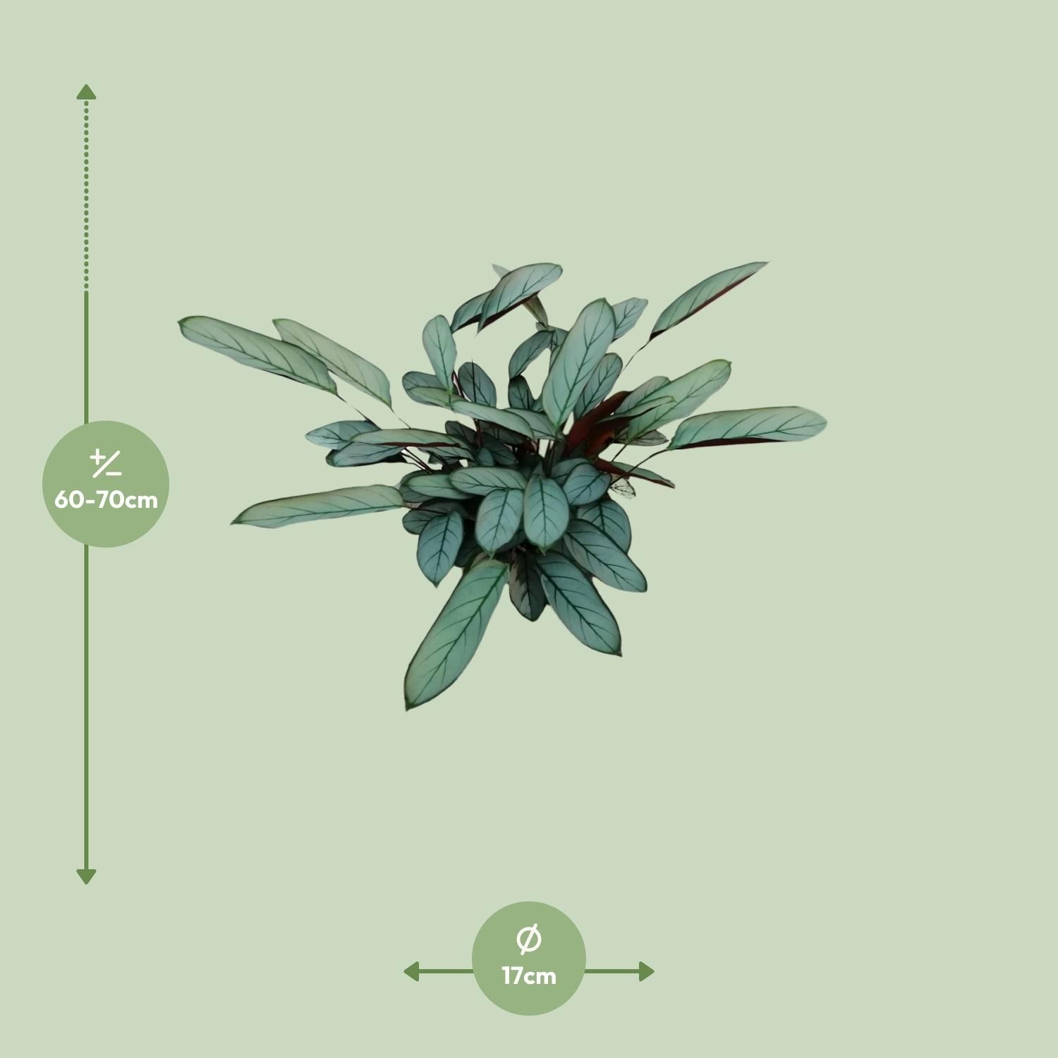 Ctenanthe Oppenheimiana (23005)