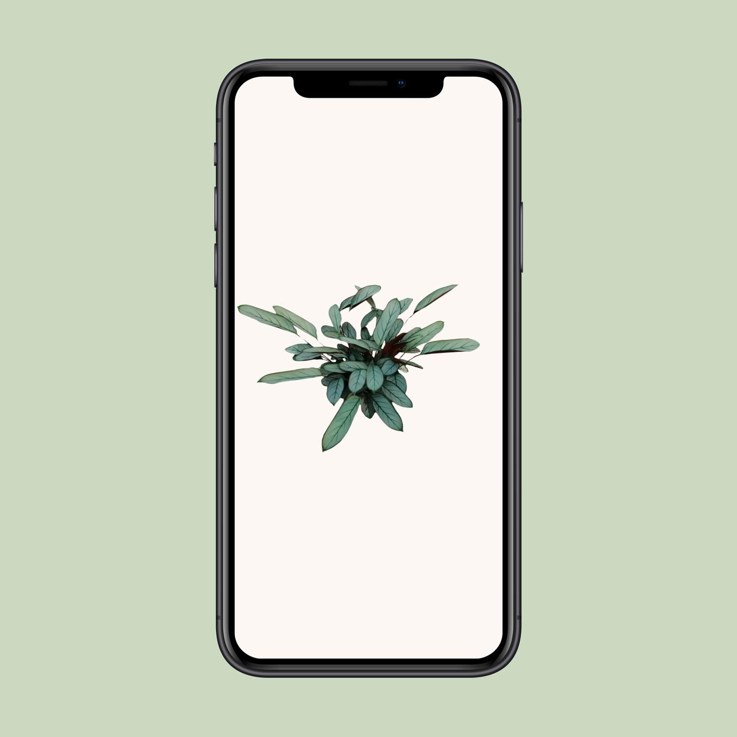 Ctenanthe Oppenheimiana (23005)