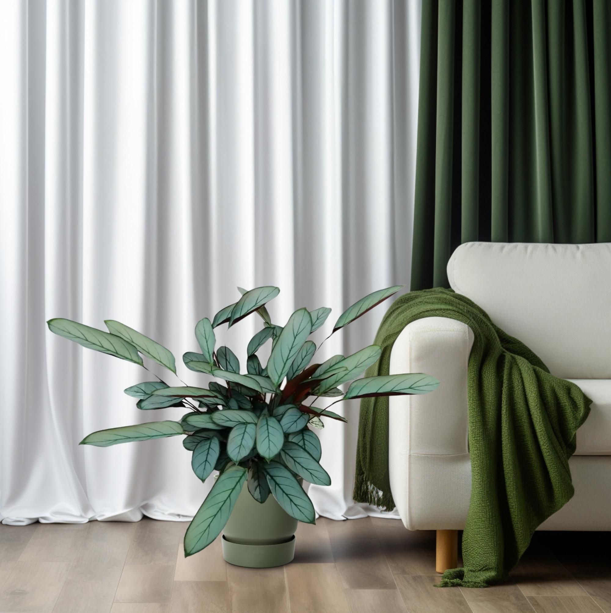 Ctenanthe Oppenheimiana (23005)