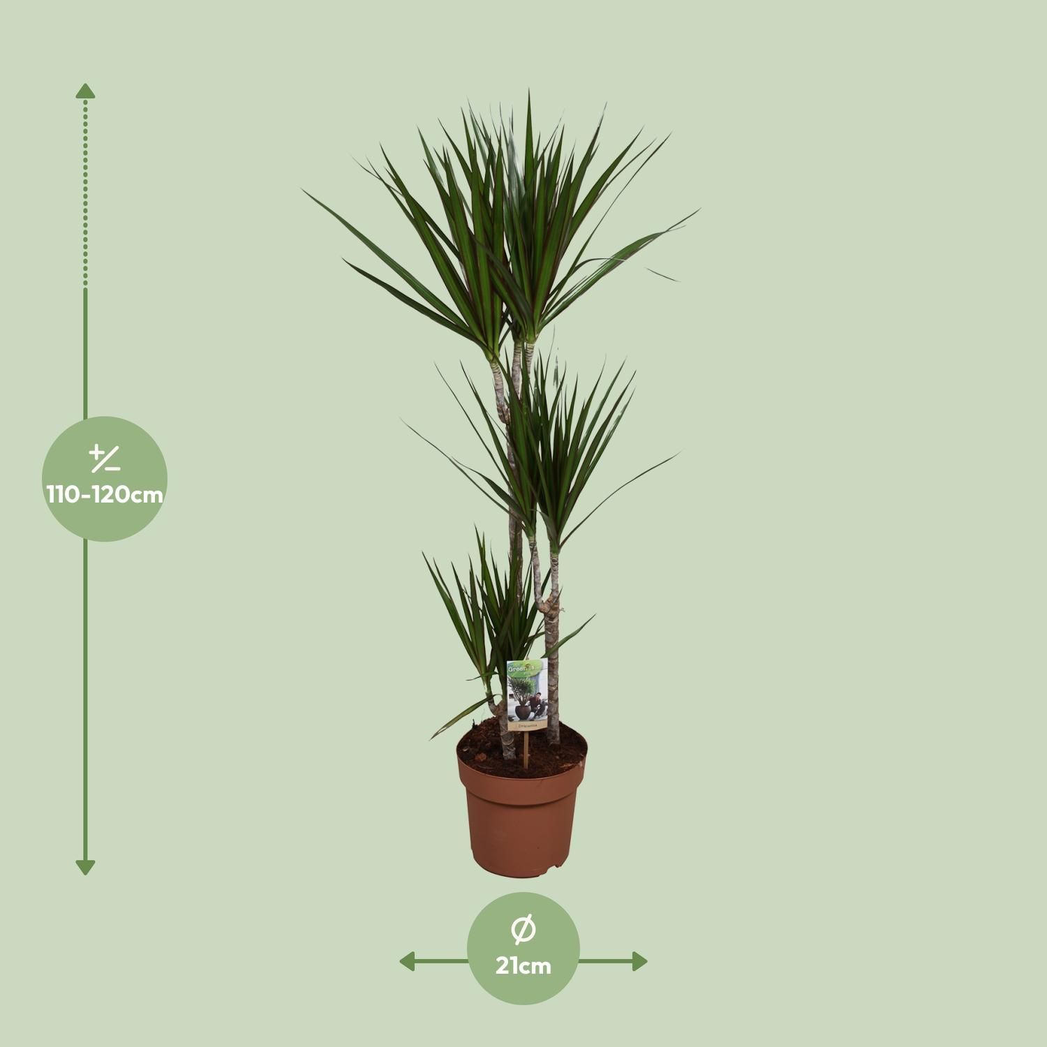 Dracaena Marginata (9683)