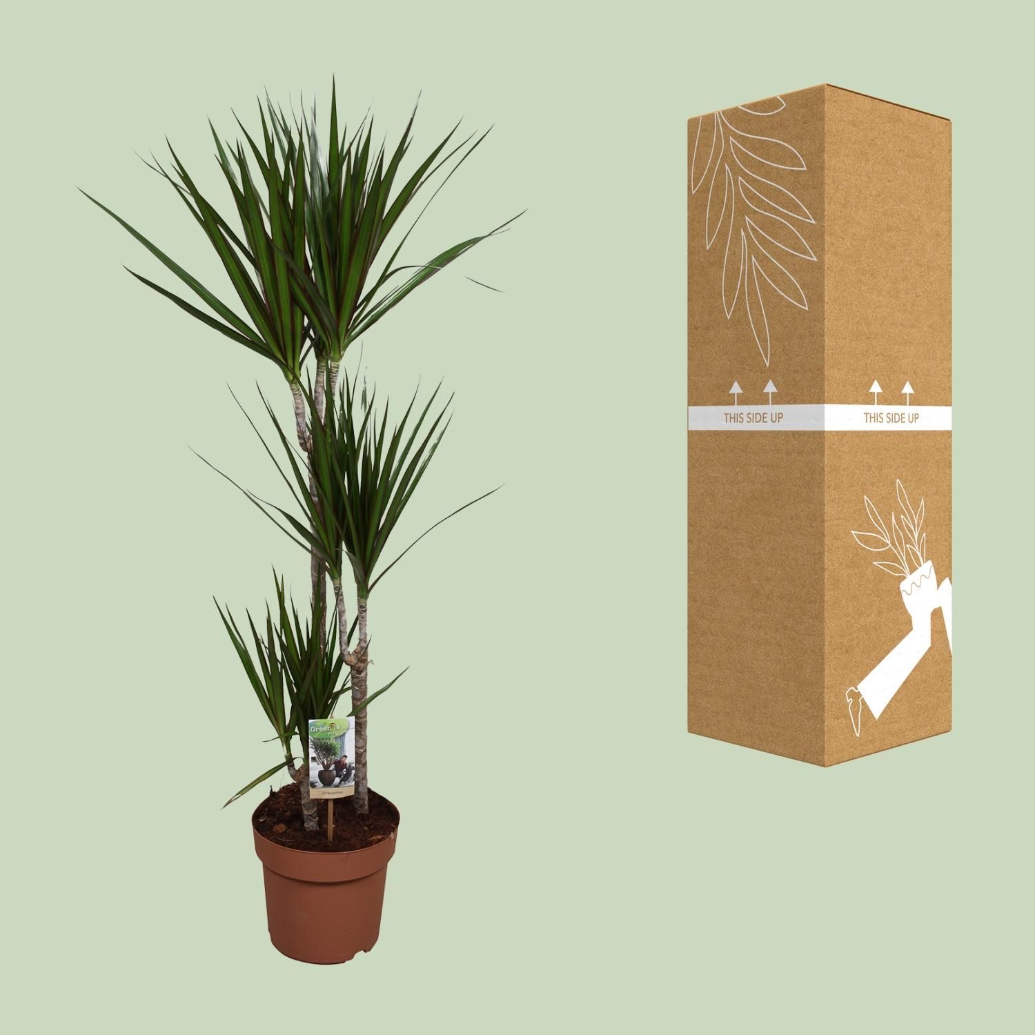 Dracaena Marginata (9683)