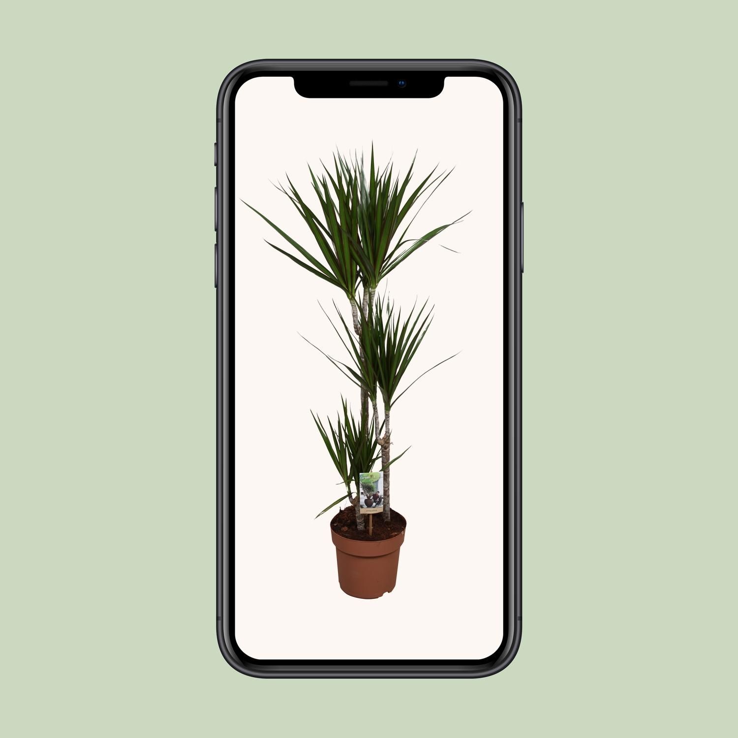 Dracaena Marginata (9683)
