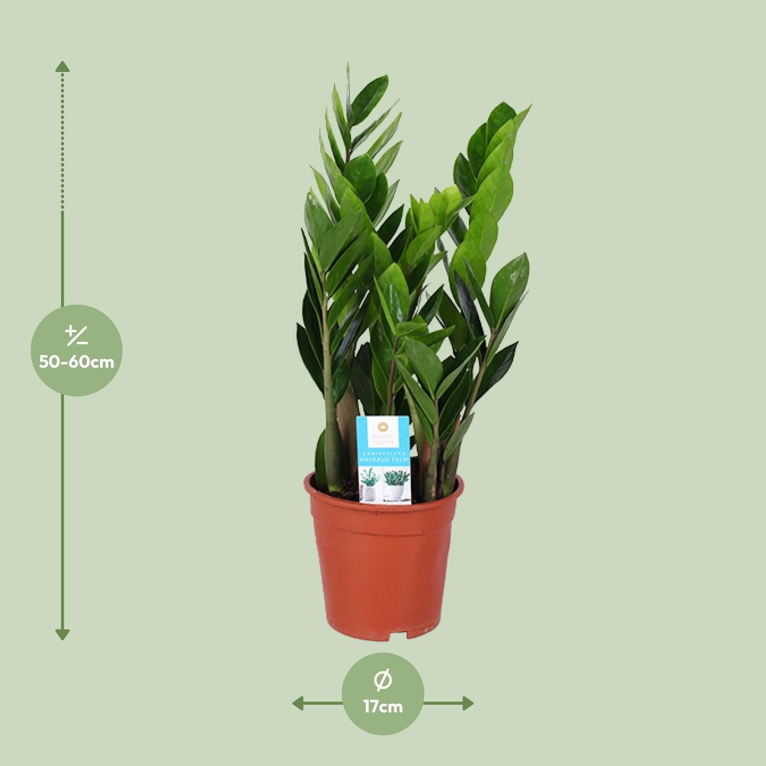 Zamioculcas Zamiifolia (15887)