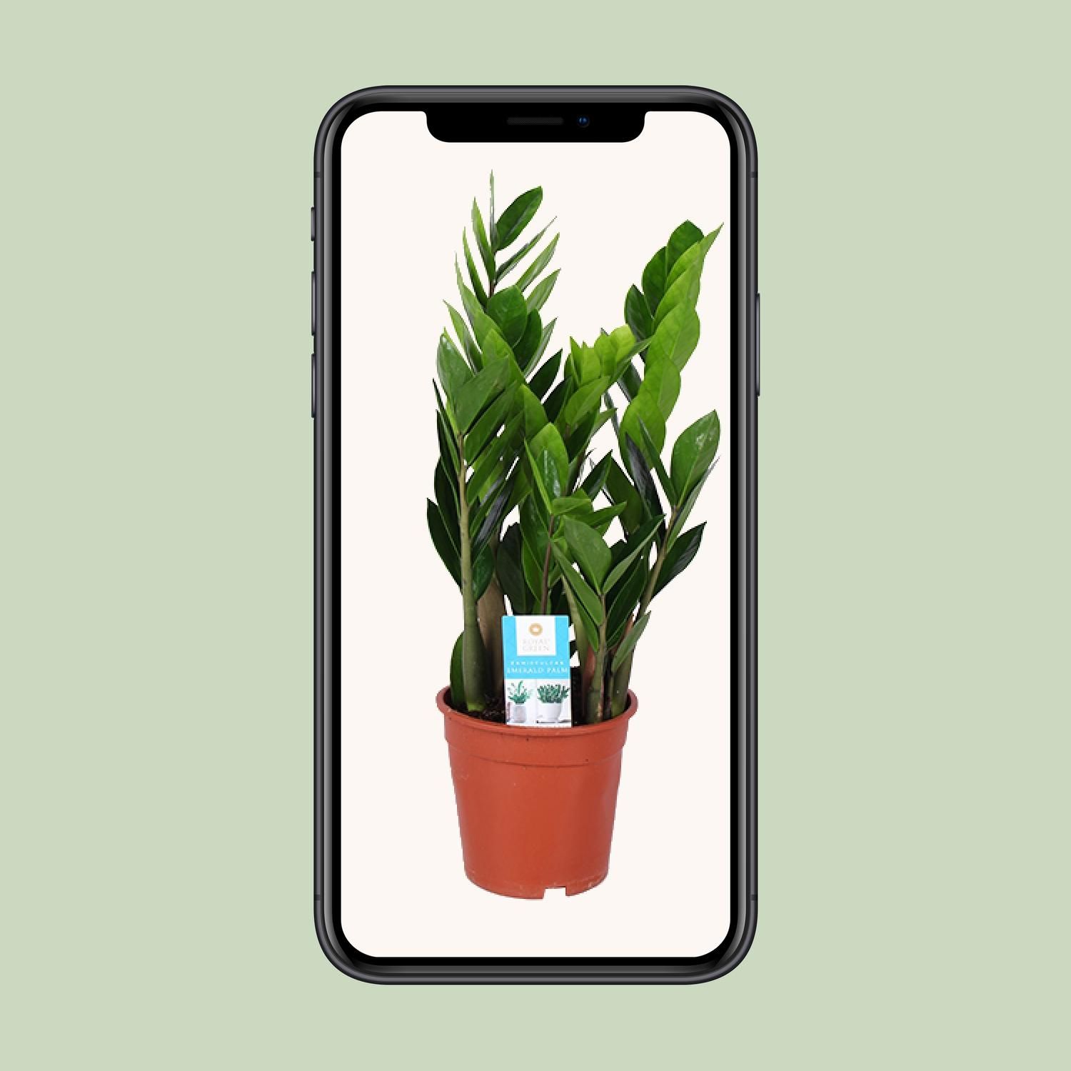 Zamioculcas Zamiifolia (15887)
