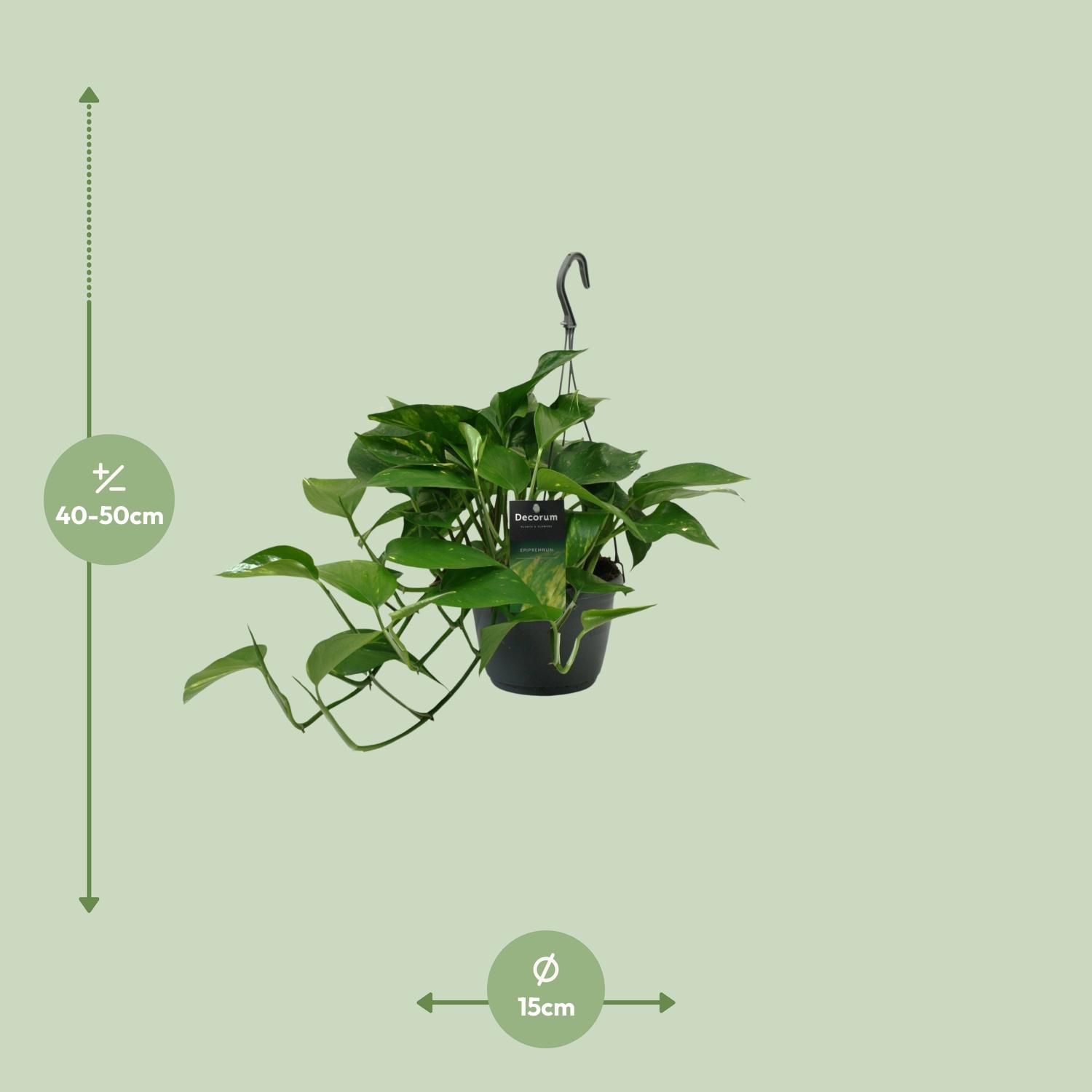 Scindapsus (Epipremnum) (12466)