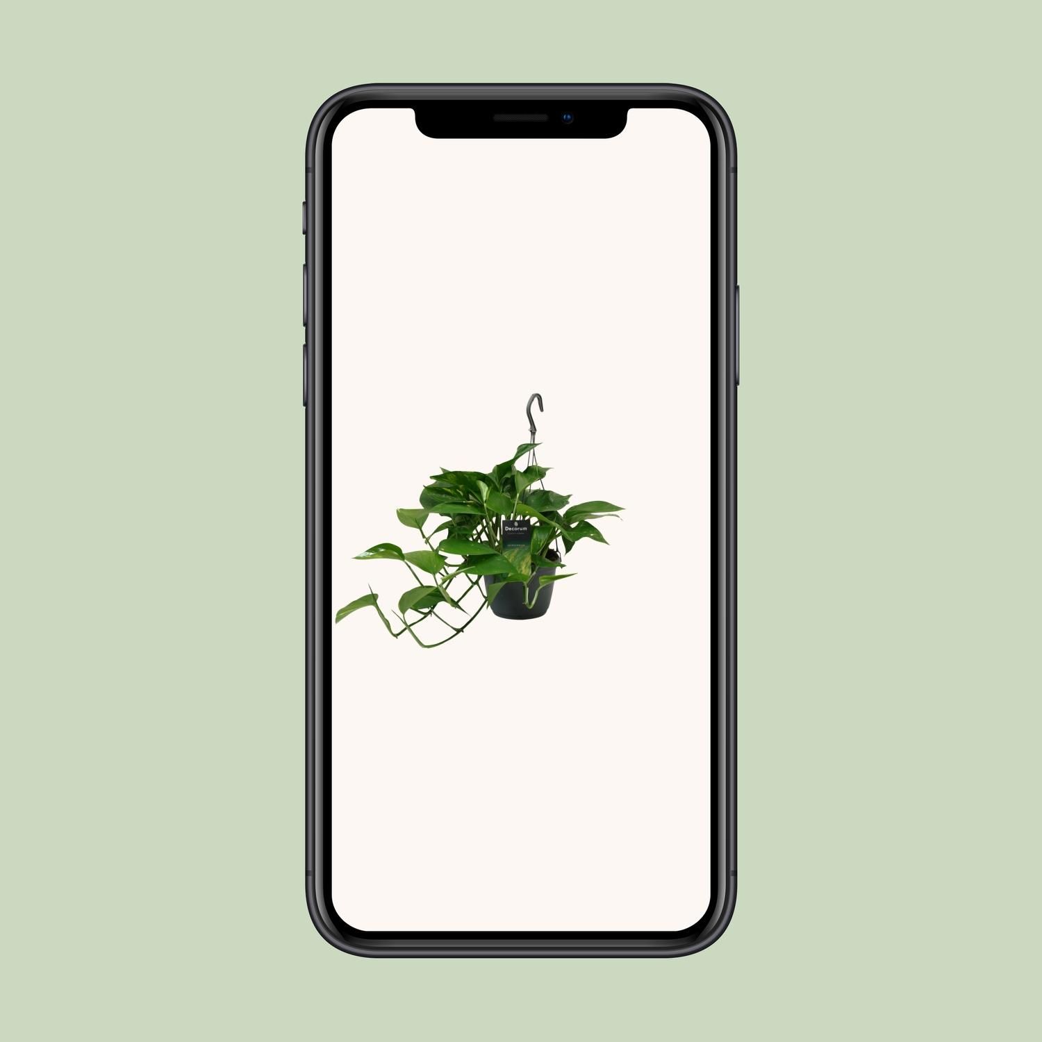 Scindapsus (Epipremnum) (12466)