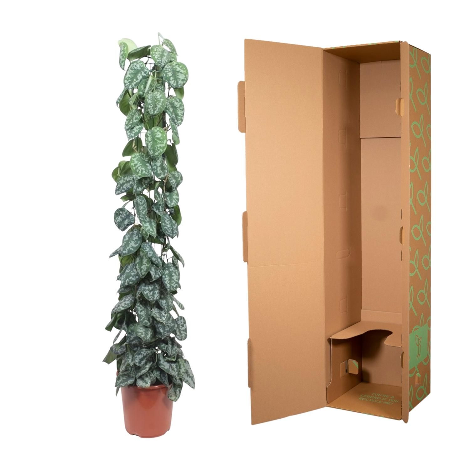 Scindapsus Pictus Trebie gaasrek - 160 cm - ø27 (8721055691631)