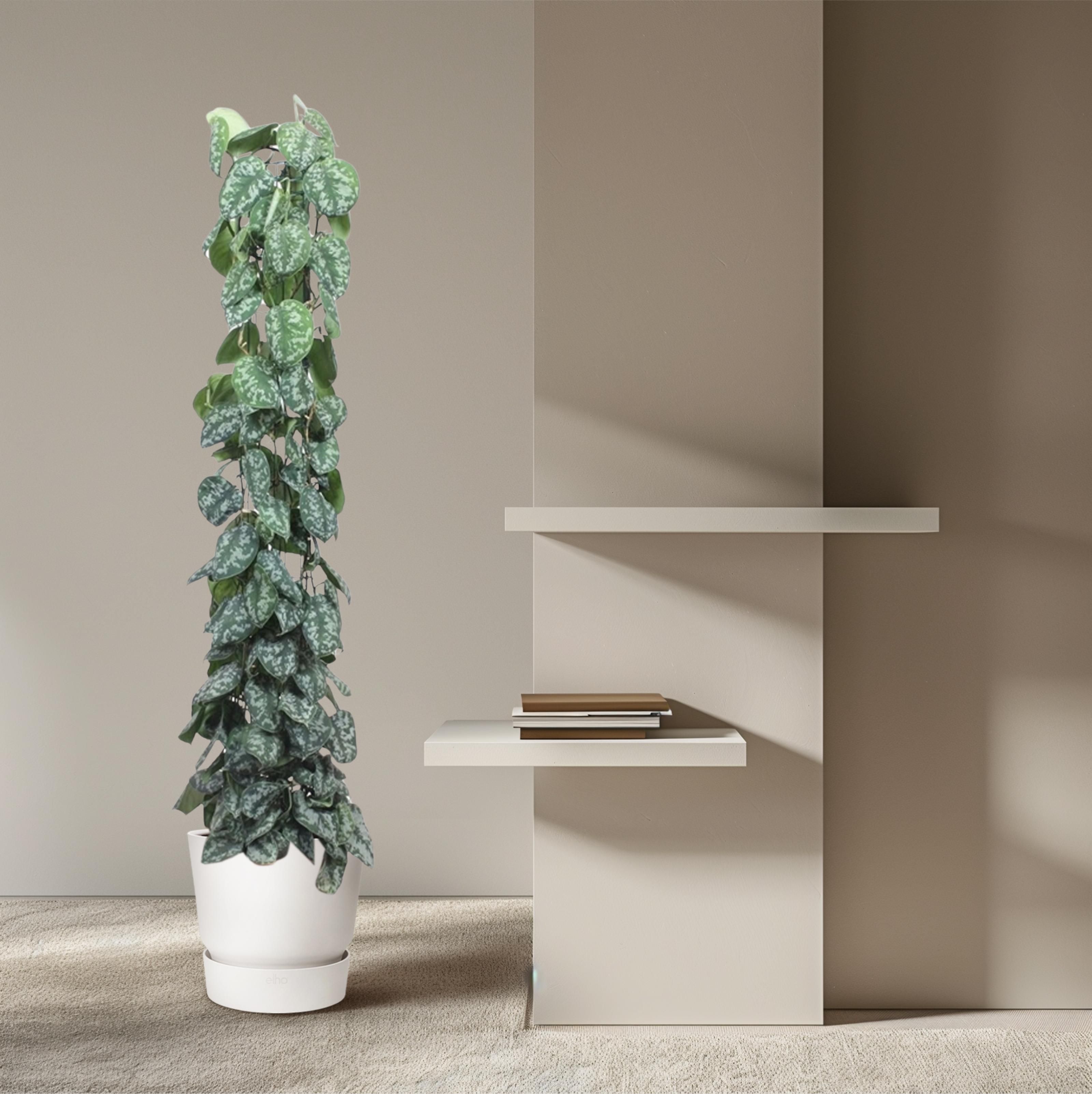 Scindapsus Pictus Trebie gaasrek - 160 cm - ø27 (8721055691631)