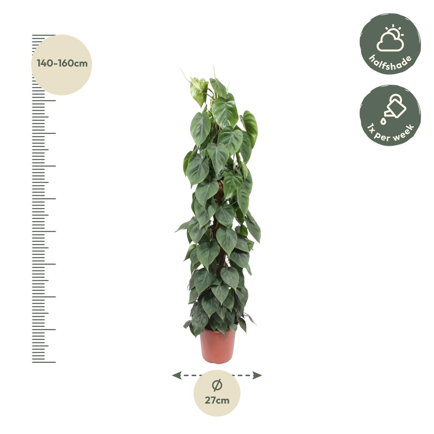 Philodendron Scandens mosstok - 150 cm - ø27 (8721055691259)