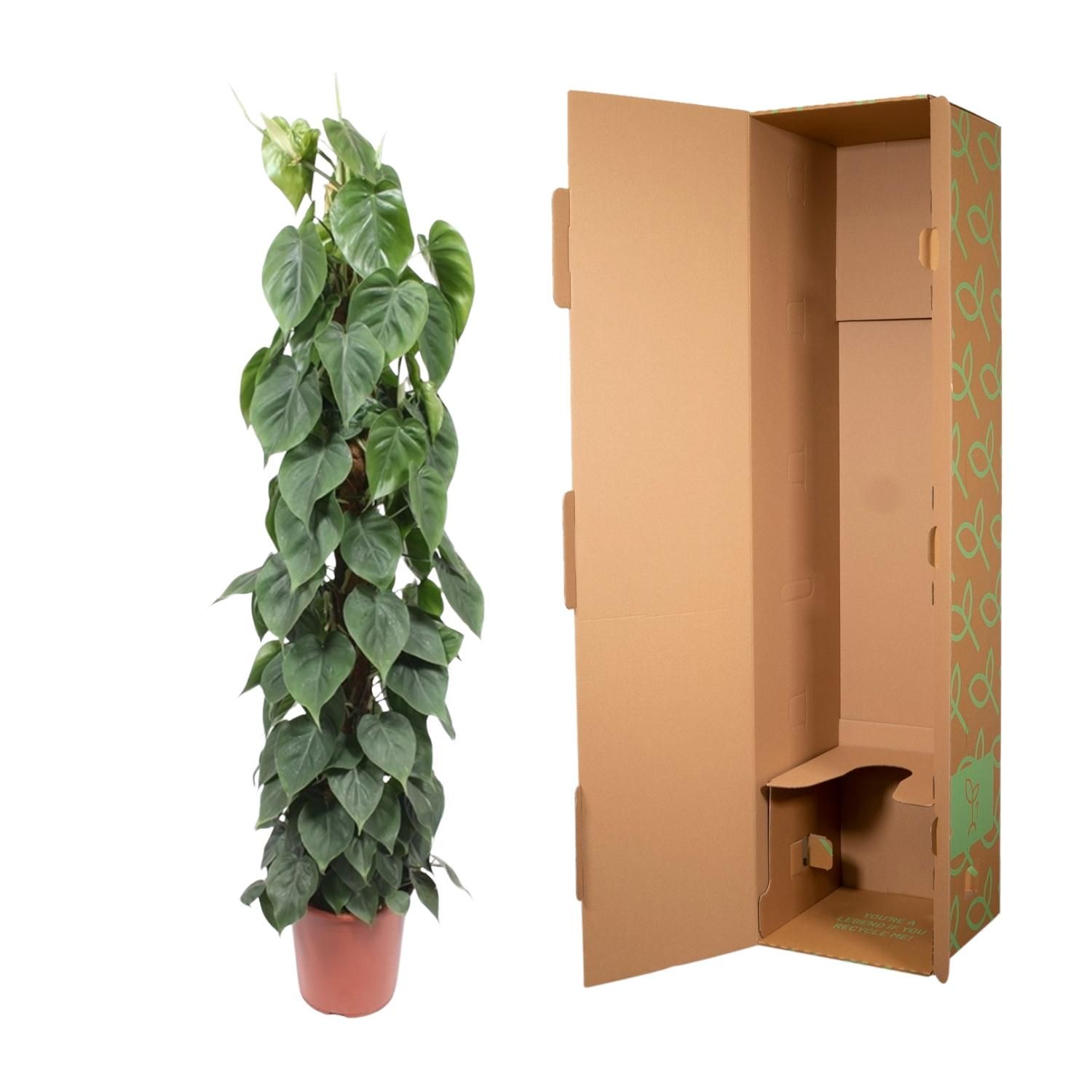 Philodendron Scandens mosstok - 150 cm - ø27 (8721055691259)