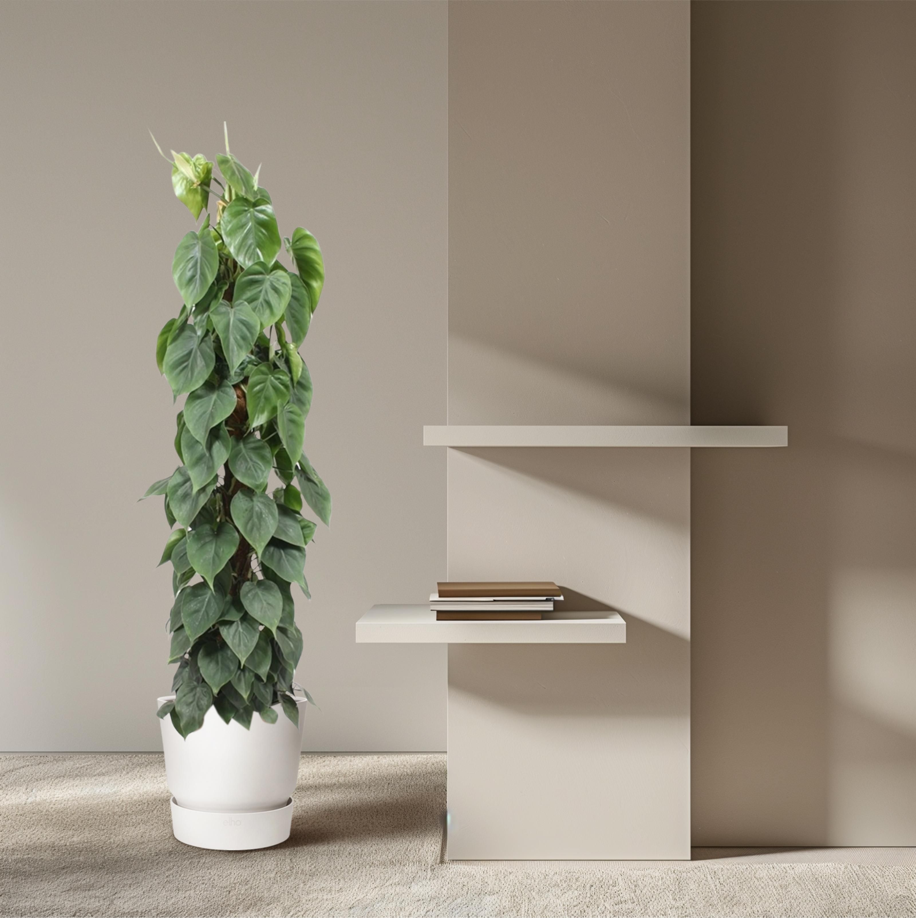 Philodendron Scandens mosstok - 150 cm - ø27 (8721055691259)