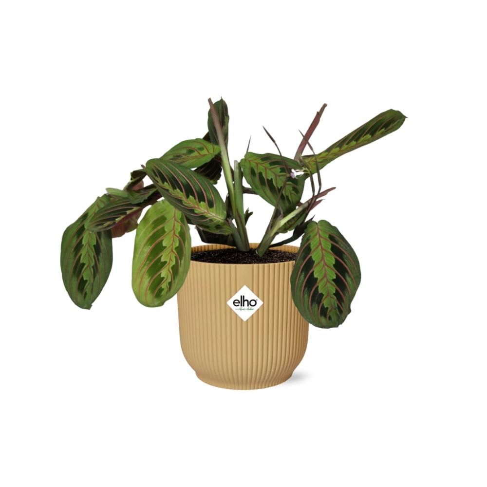 Maranta Leuconeura ‘Fascinator’ Tricolor in ELHO Vibes Fold 14cm geel (21684)