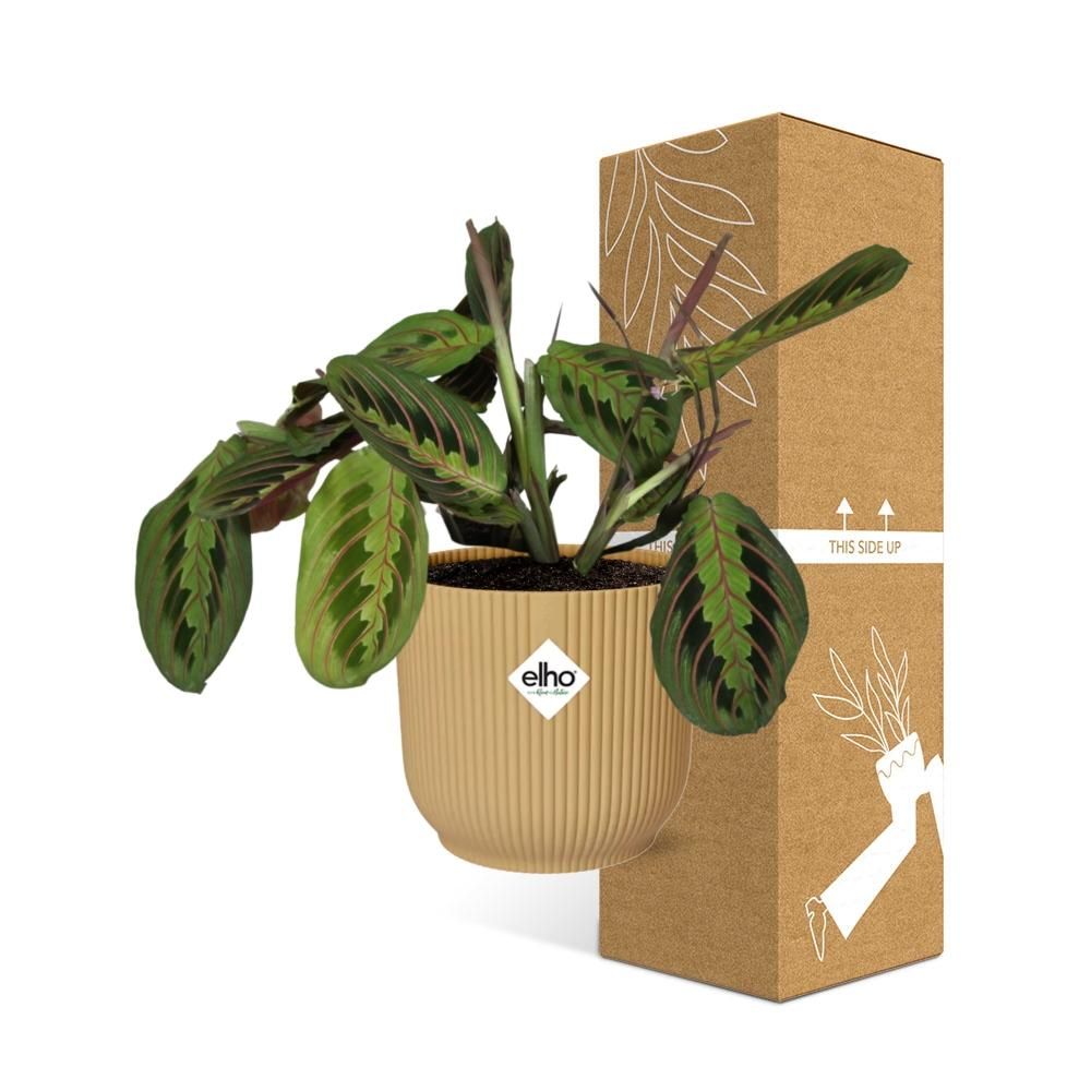 Maranta Leuconeura ‘Fascinator’ Tricolor in ELHO Vibes Fold 14cm geel (21684)