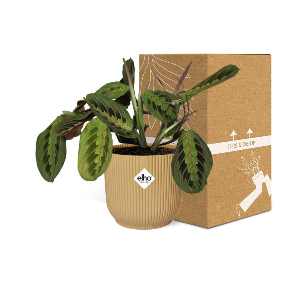 Maranta Leuconeura ‘Fascinator’ Tricolor in ELHO Vibes Fold 14cm geel (21684)