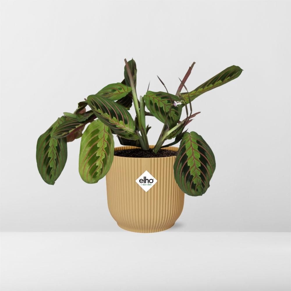Maranta Leuconeura ‘Fascinator’ Tricolor in ELHO Vibes Fold 14cm geel (21684)