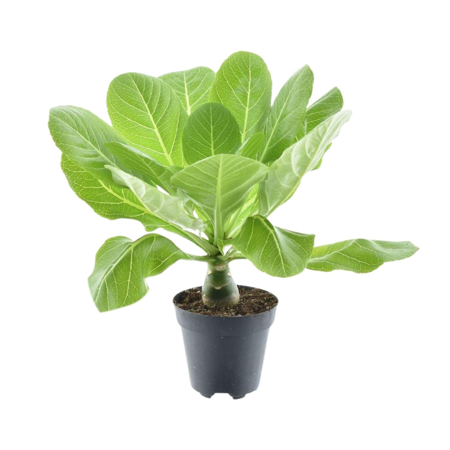 Brighamia Insignis 'Hawaii Palm' P12 (30040)