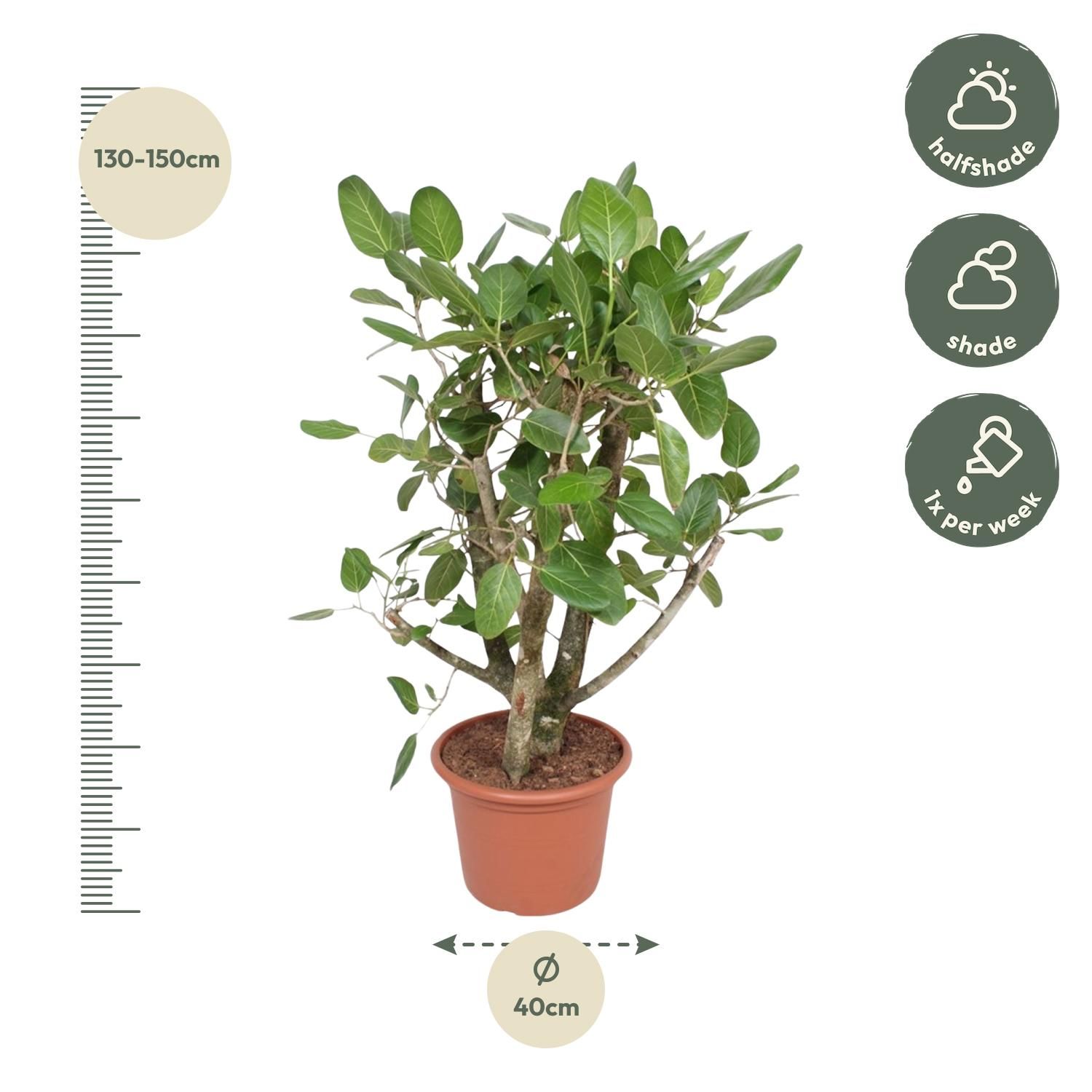 Ficus Benghalensis vertakt - 140 cm - ø40 (8721055690641)