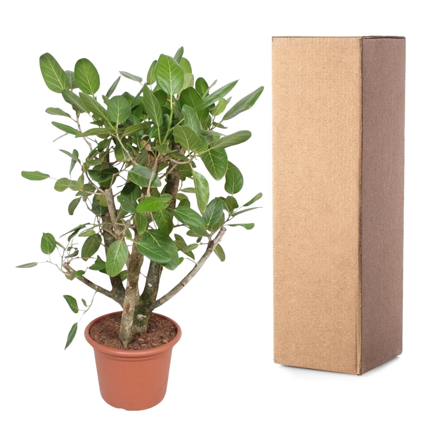 Ficus Benghalensis vertakt - 140 cm - ø40 (8721055690641)