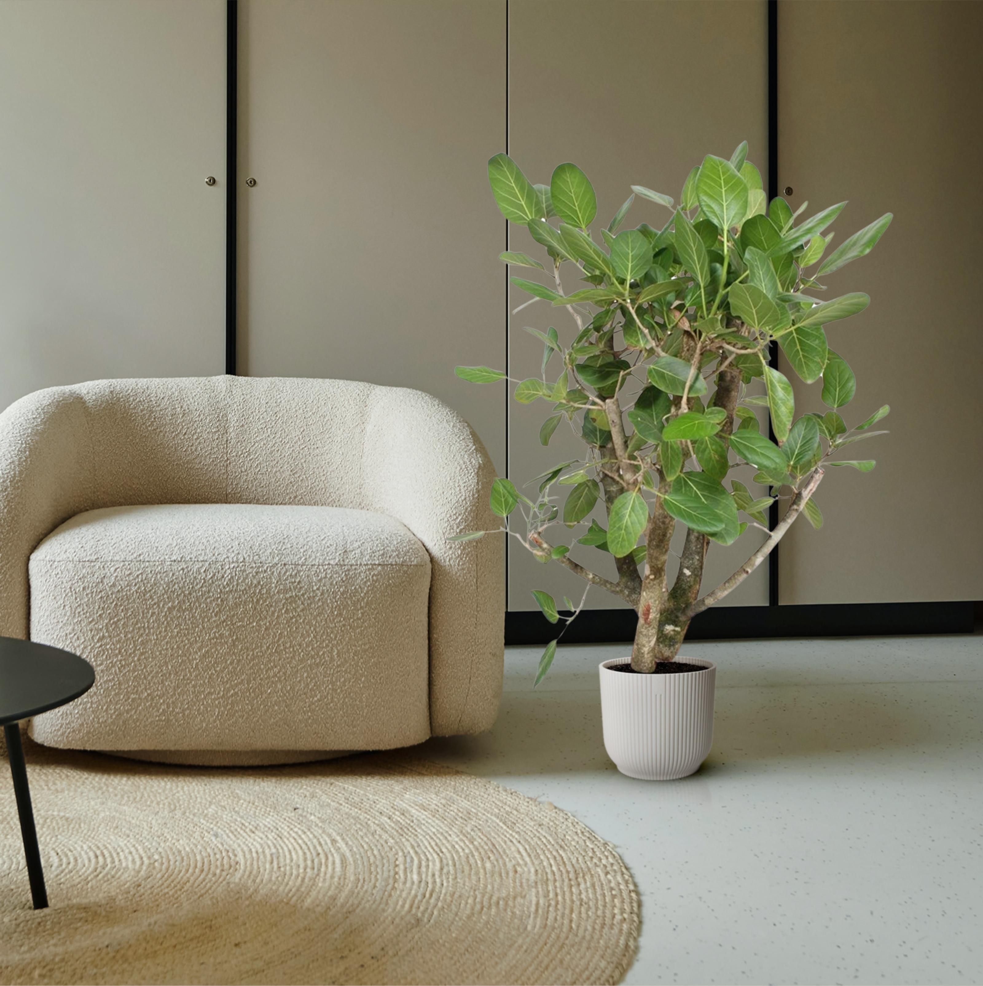 Ficus Benghalensis vertakt - 140 cm - ø40 (8721055690641)