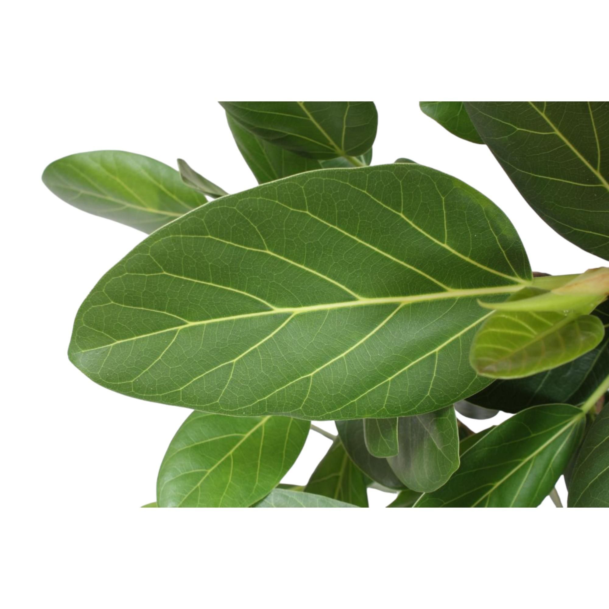 Ficus Benghalensis vertakt - 140 cm - ø40 (8721055690641)