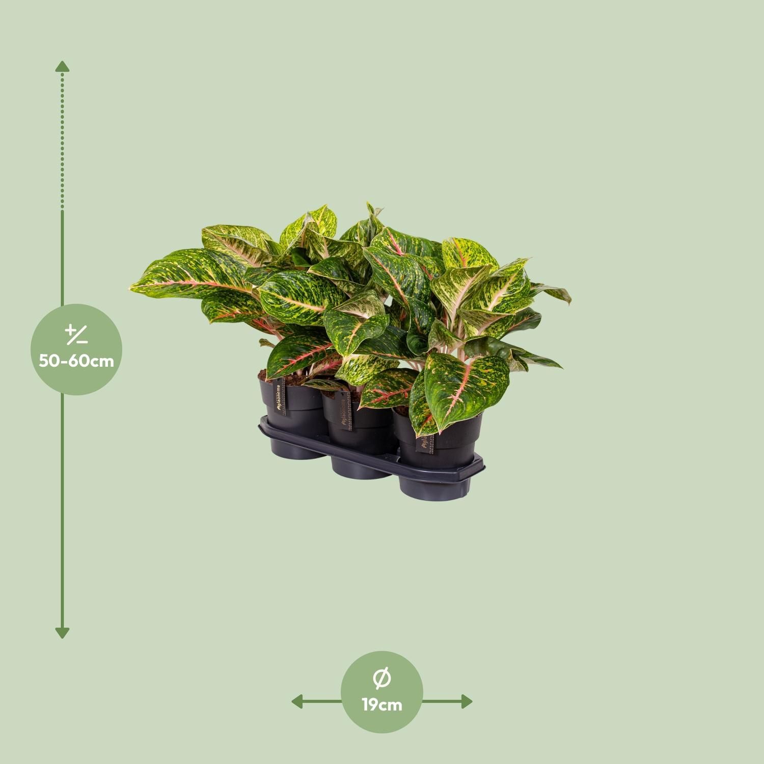 Aglaonema Spring Red (16652)