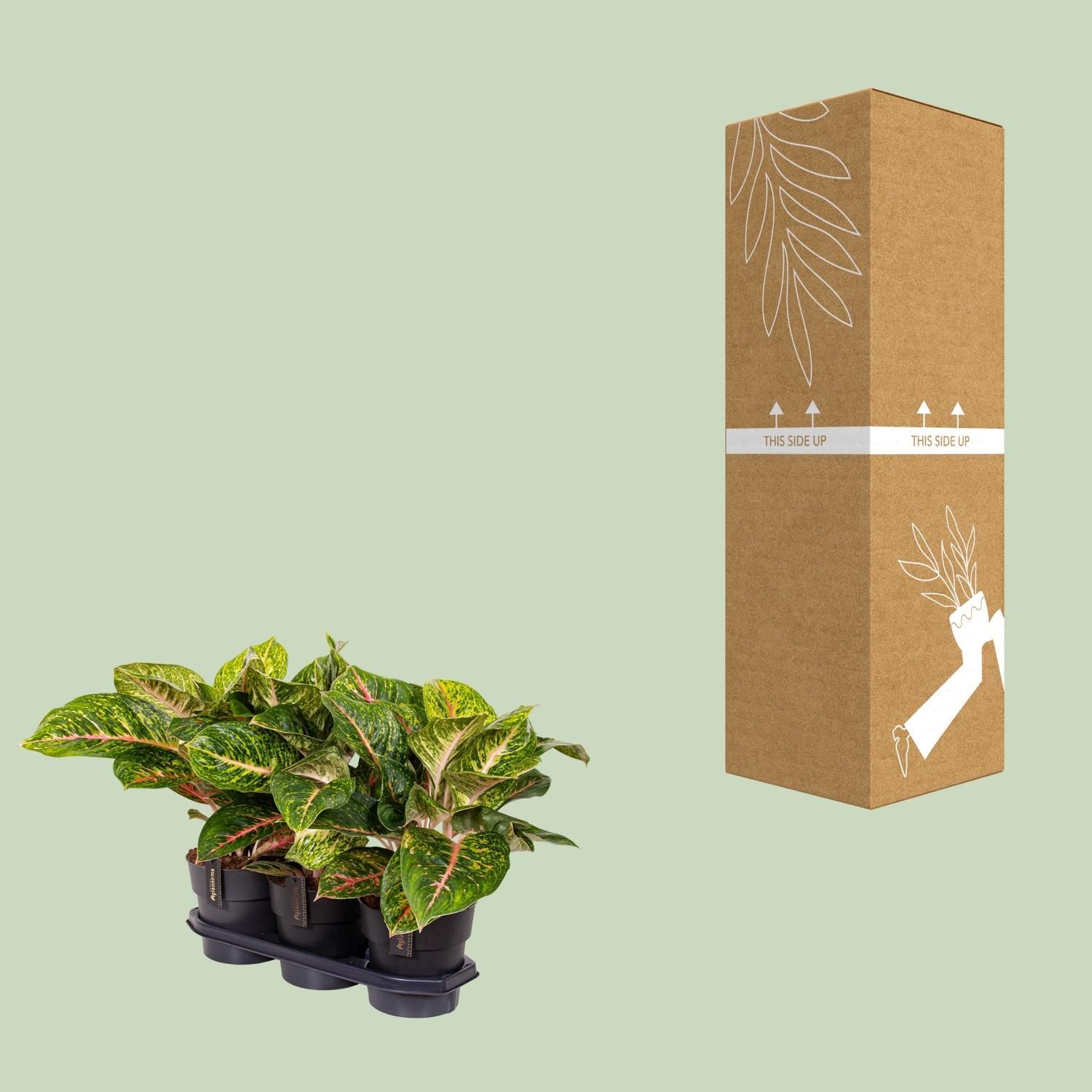 Aglaonema Spring Red (16652)