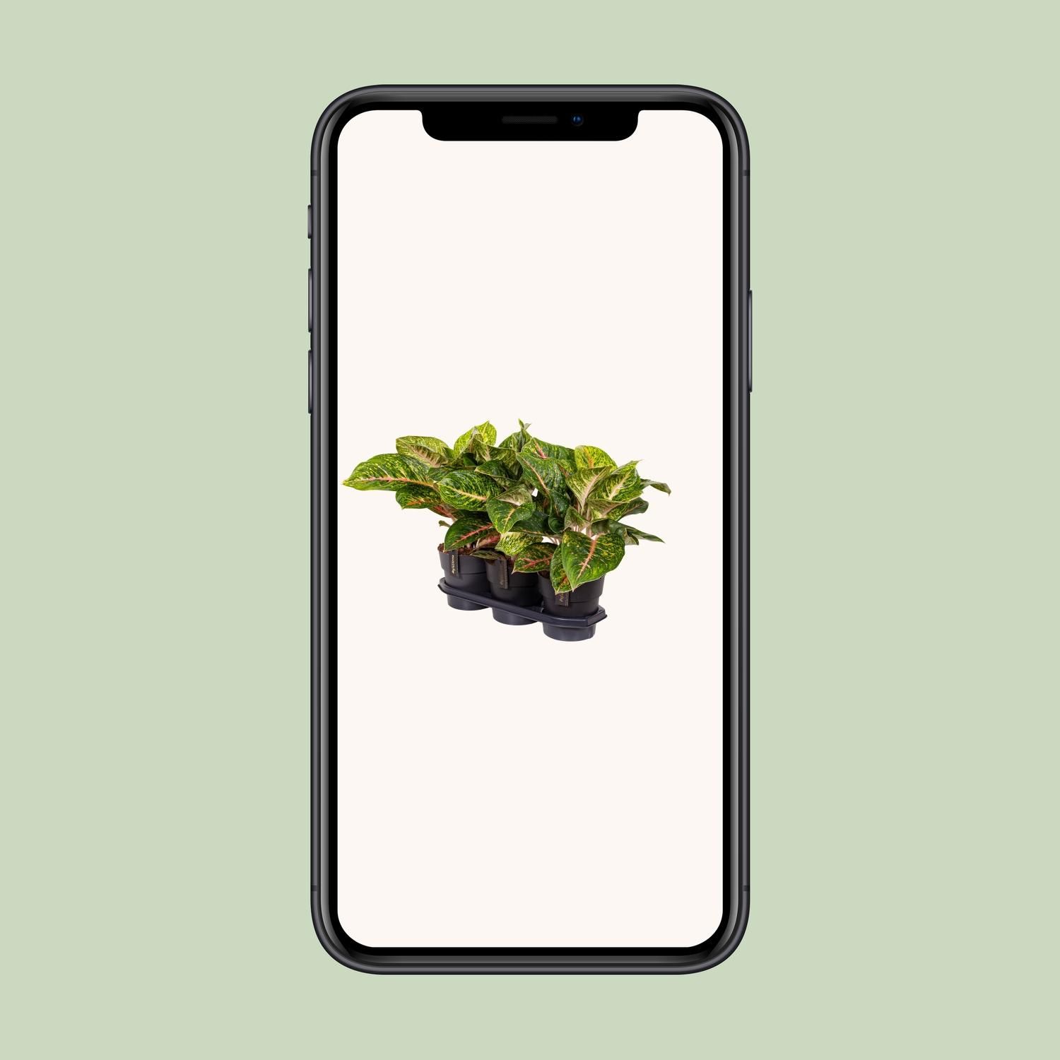 Aglaonema Spring Red (16652)