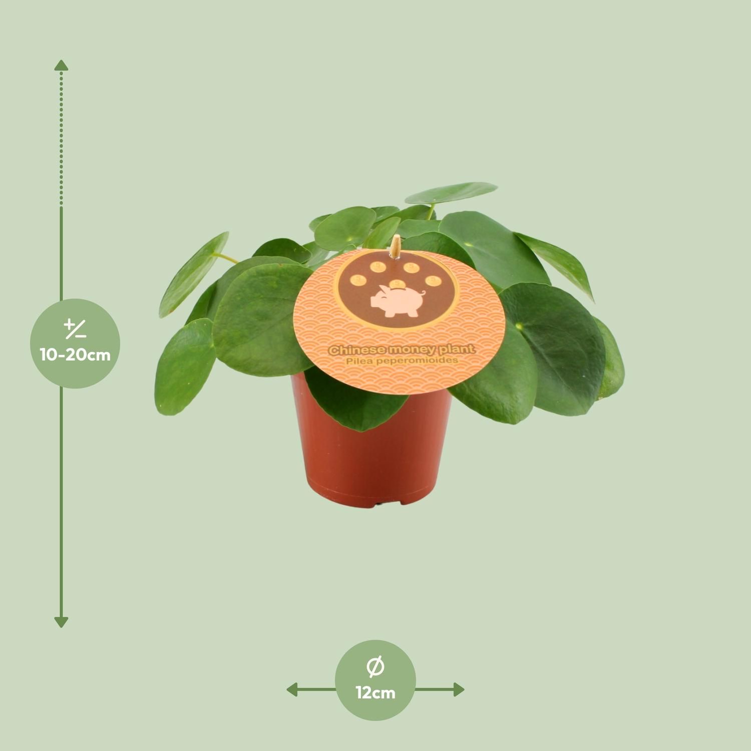 Pilea Peperomioides - Ø12 ↕20 (12898)