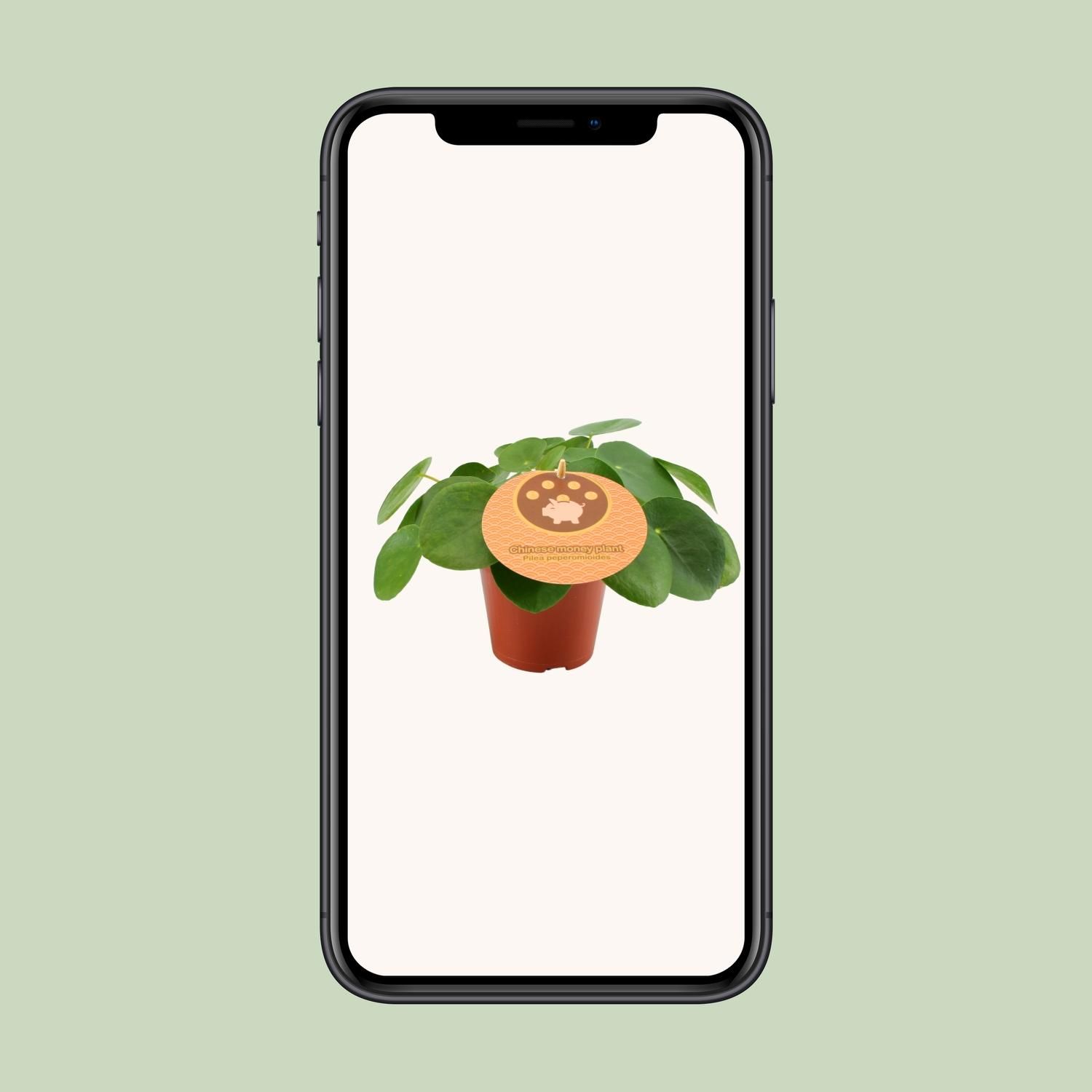 Pilea Peperomioides - Ø12 ↕20 (12898)