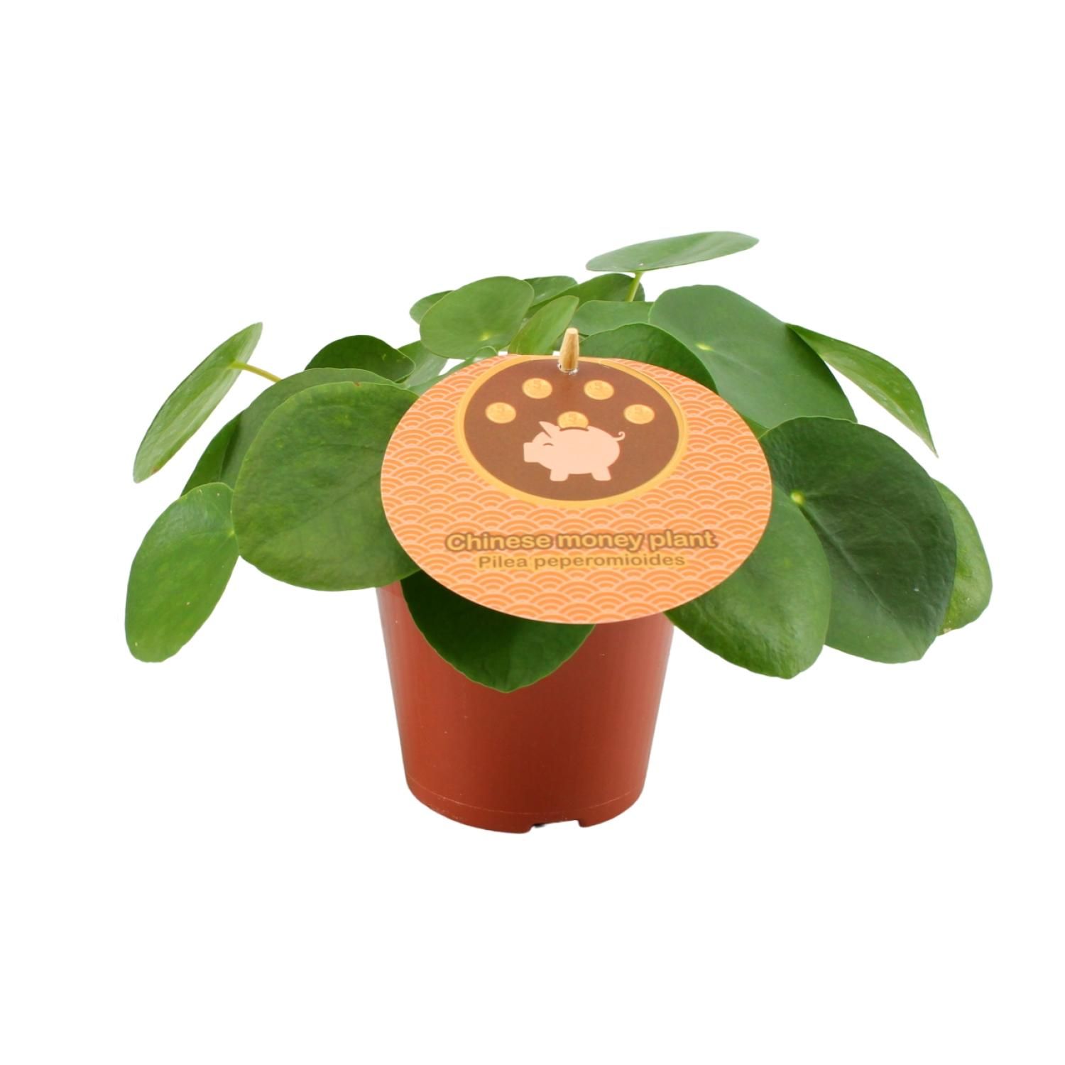 Pilea Peperomioides - Ø12 ↕20 (12898)