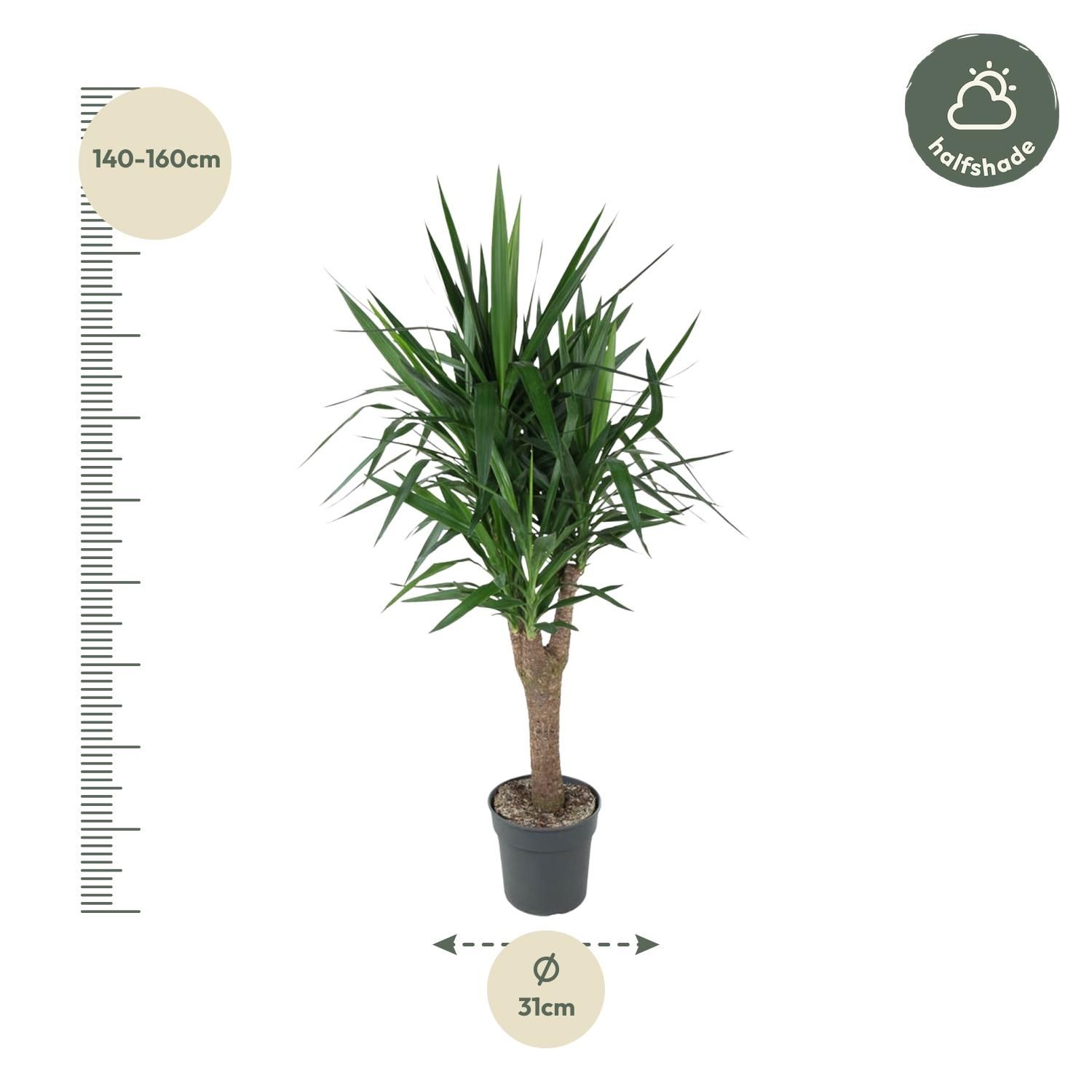 Yucca Elephantipe vertakt - 150 cm - ø31 (8721055692973)