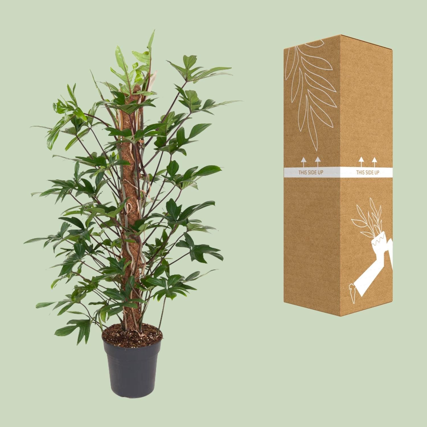 Philodendron Pedatum (12111)