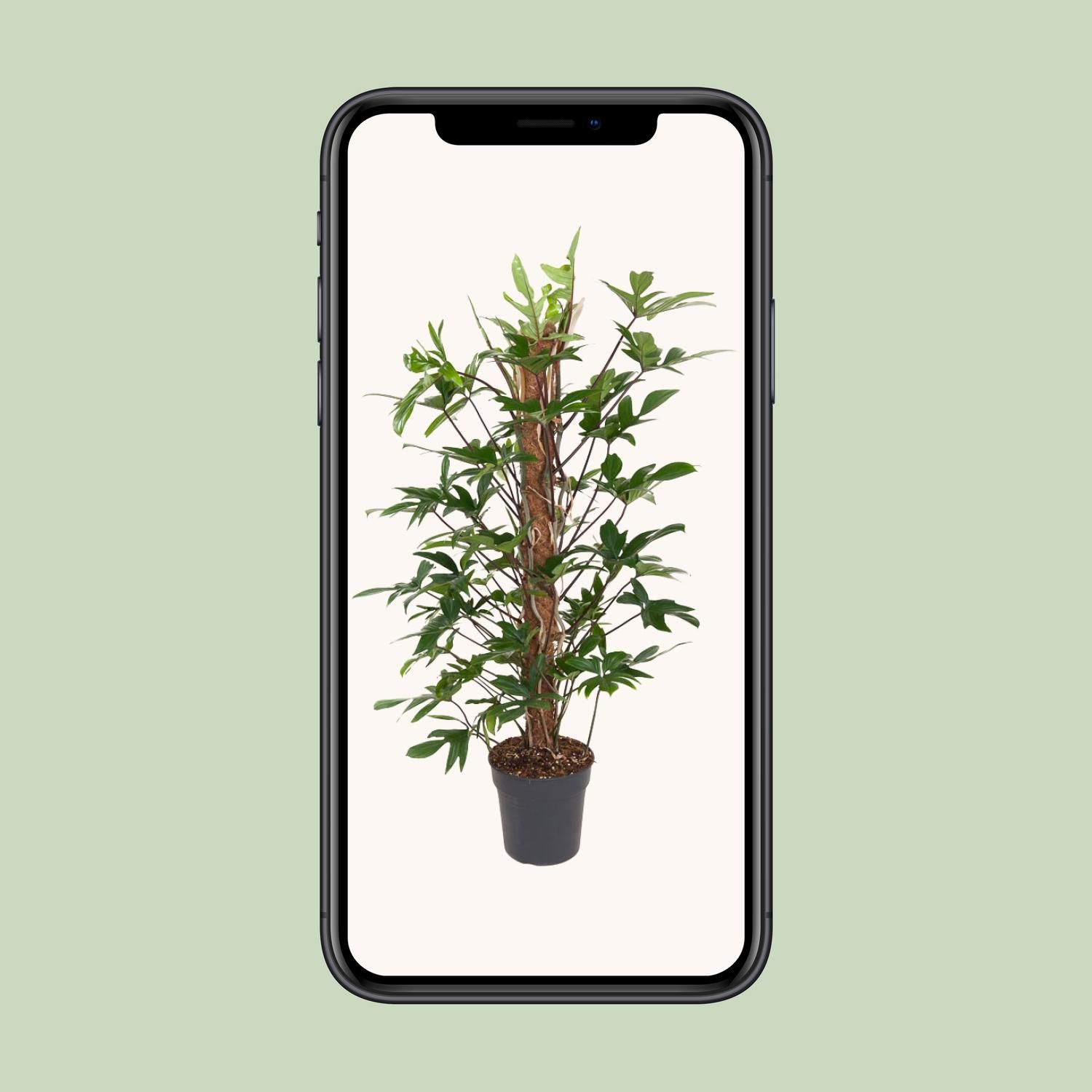 Philodendron Pedatum (12111)
