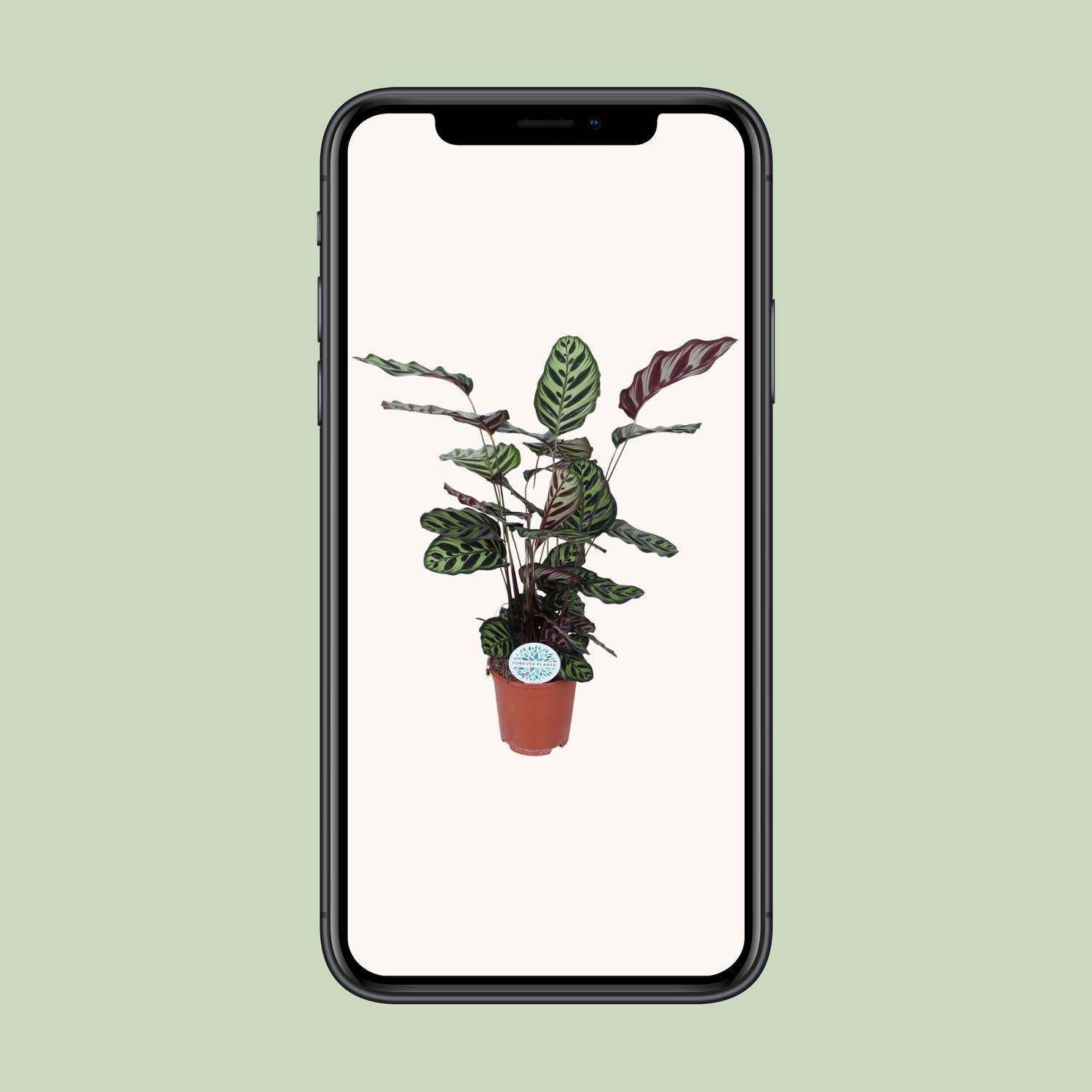 Calathea Makoyana (15891)