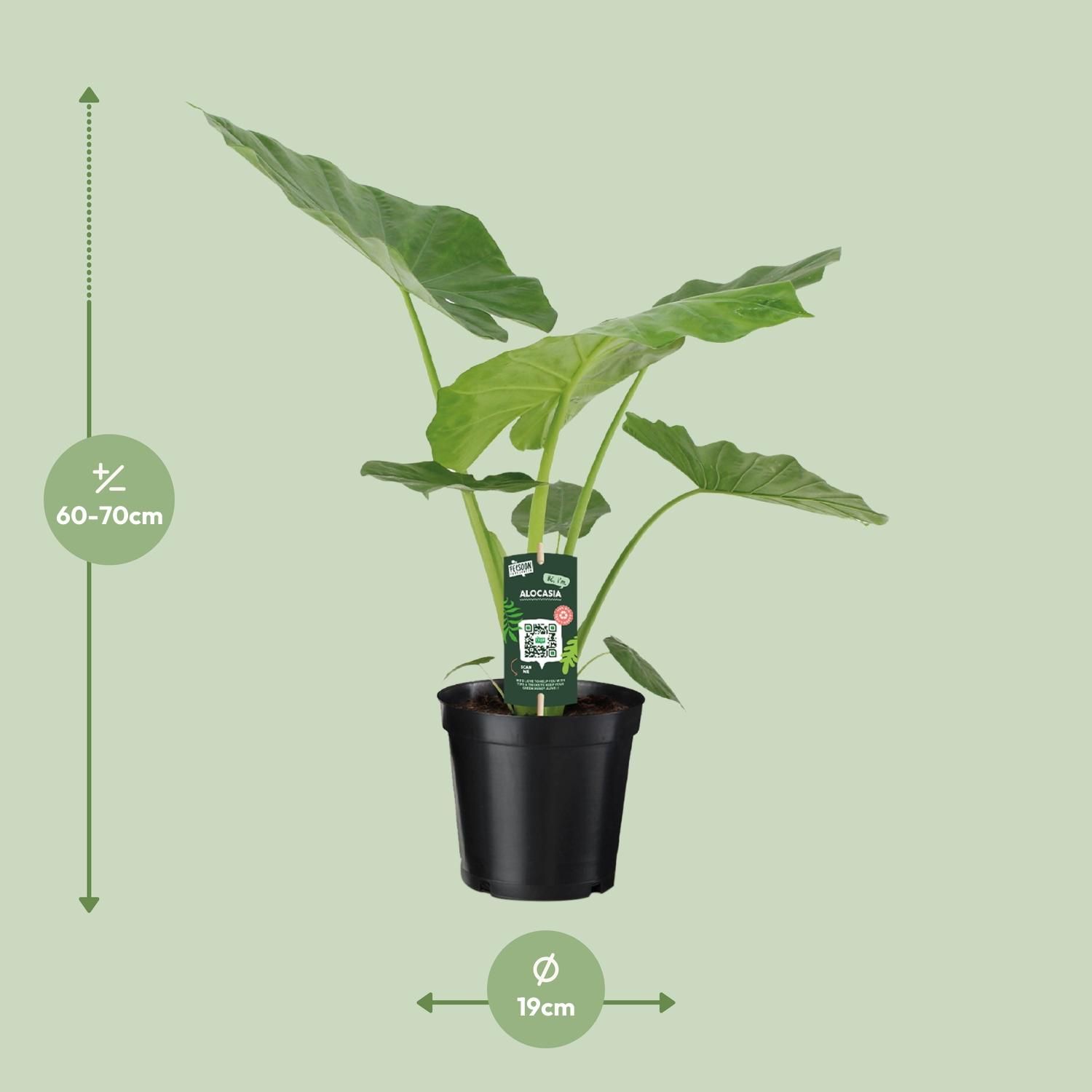 Alocasia Macrorrhiza (8720634289238)