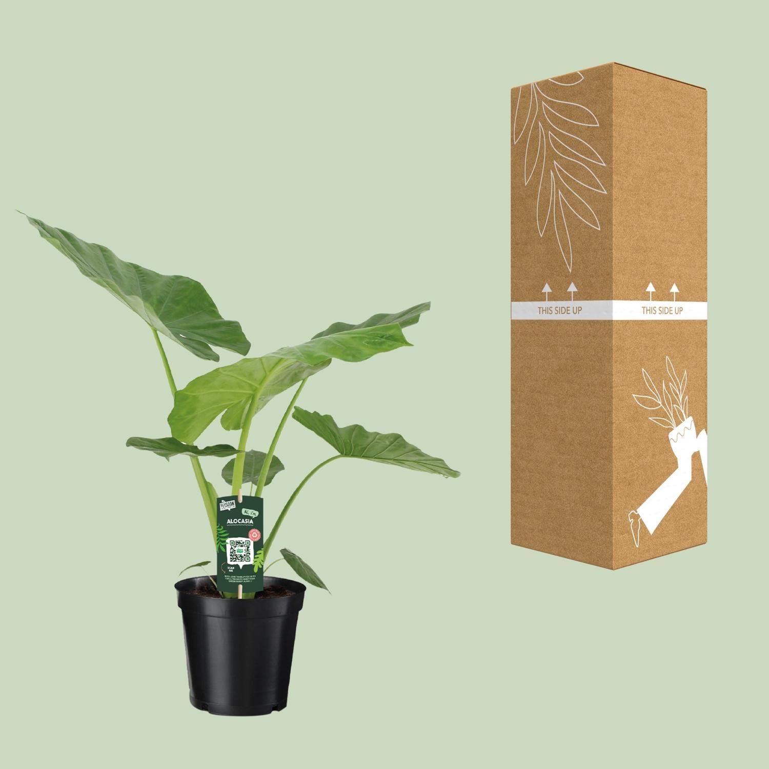 Alocasia Macrorrhiza (8720634289238)