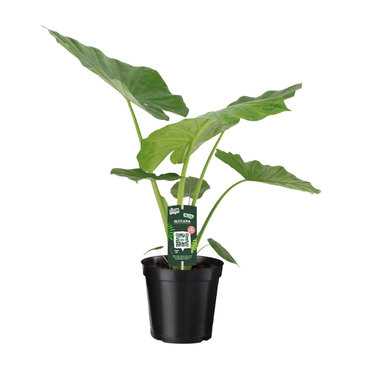 Alocasia Macrorrhiza (8720634289238)
