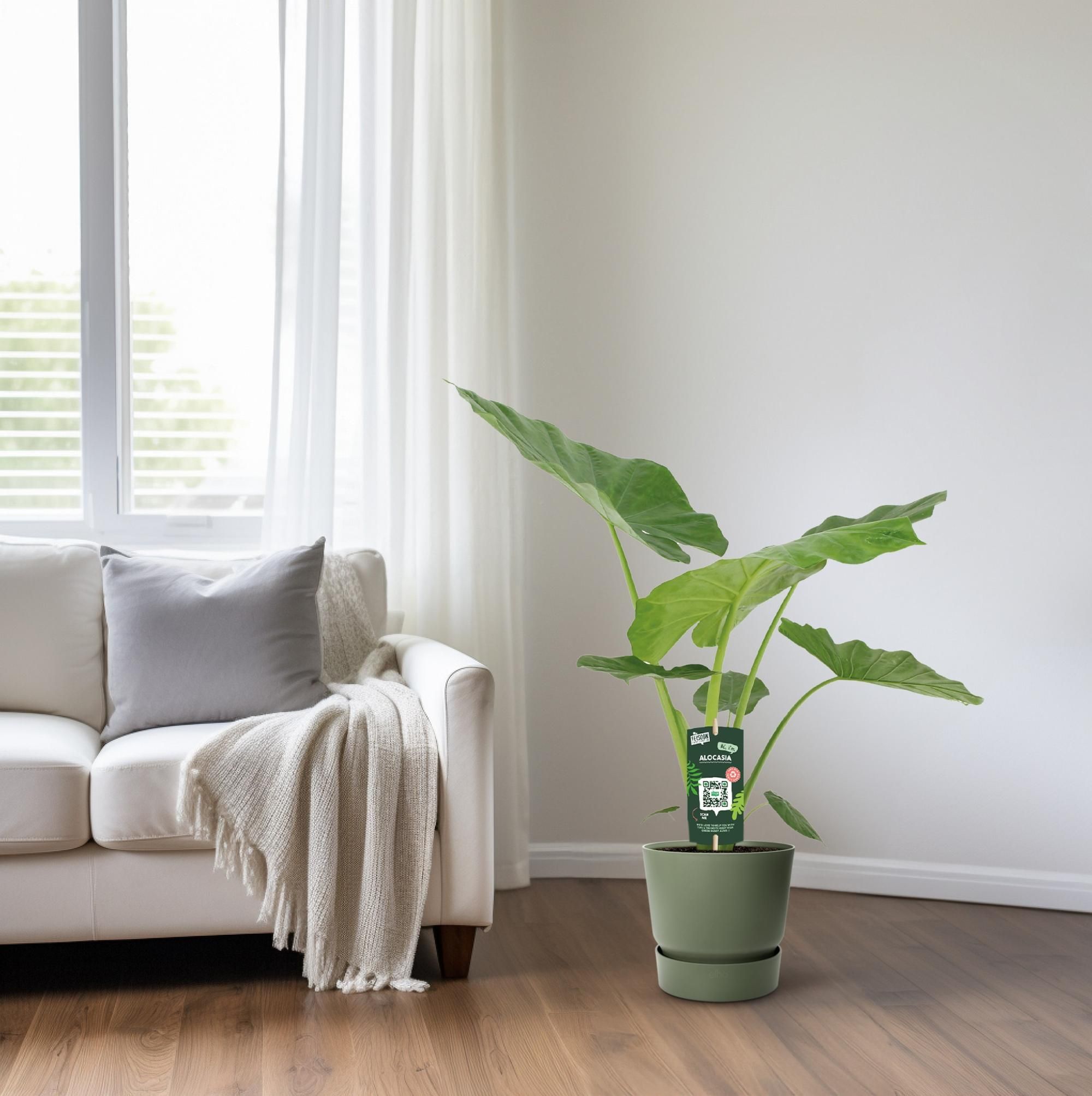 Alocasia Macrorrhiza (8720634289238)