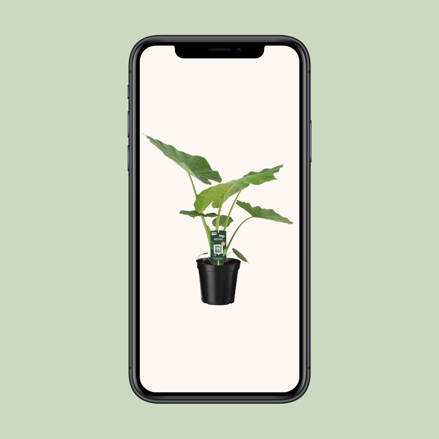 Alocasia Macrorrhiza (8720634289238)