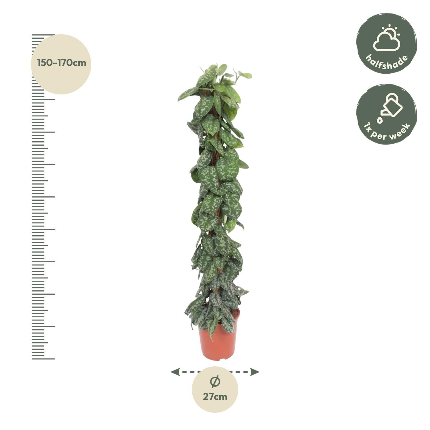 Scindapsus Pictus Trebie mosstok - 160 cm - ø30 (8721055691655)