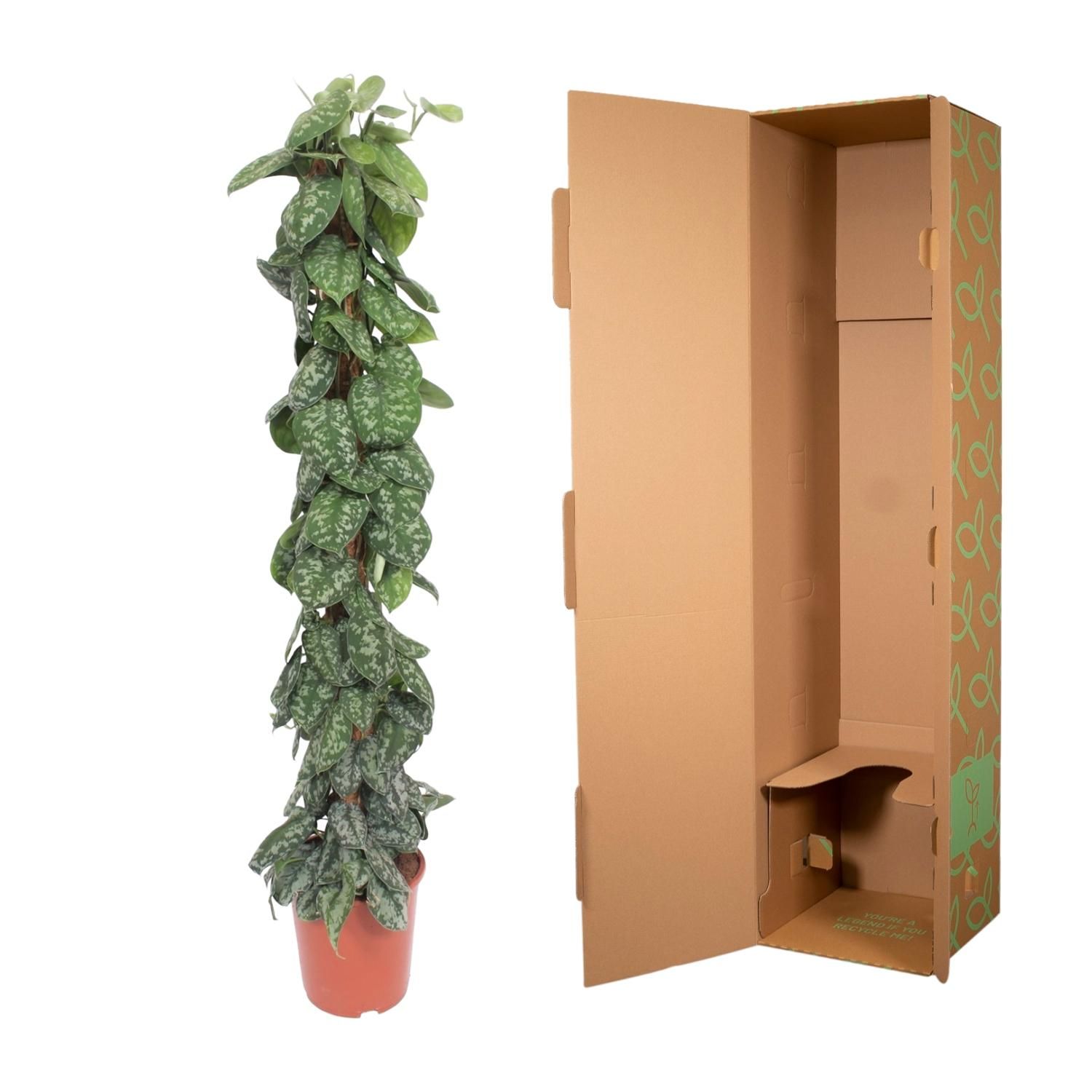 Scindapsus Pictus Trebie mosstok - 160 cm - ø30 (8721055691655)