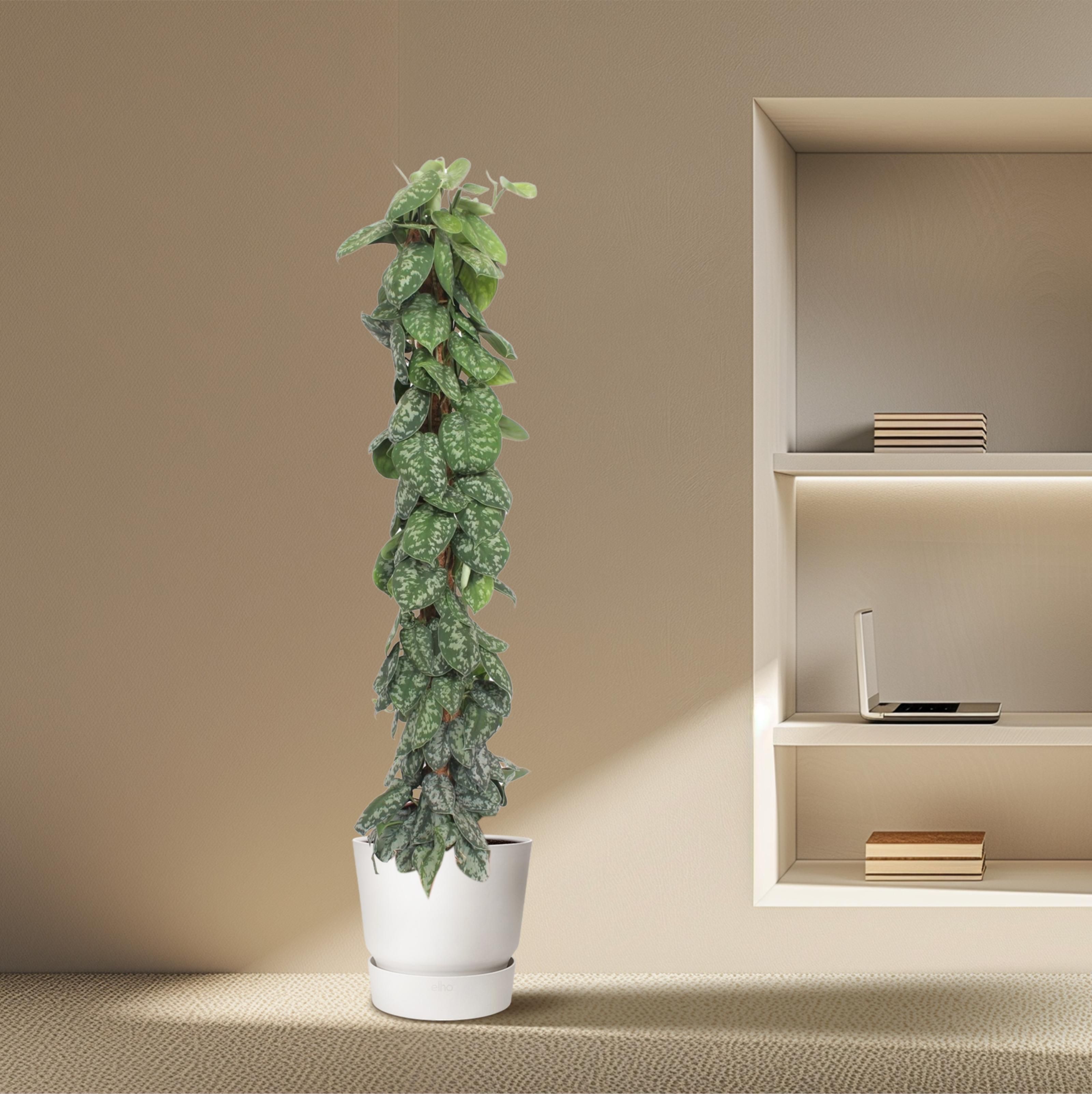 Scindapsus Pictus Trebie mosstok - 160 cm - ø30 (8721055691655)