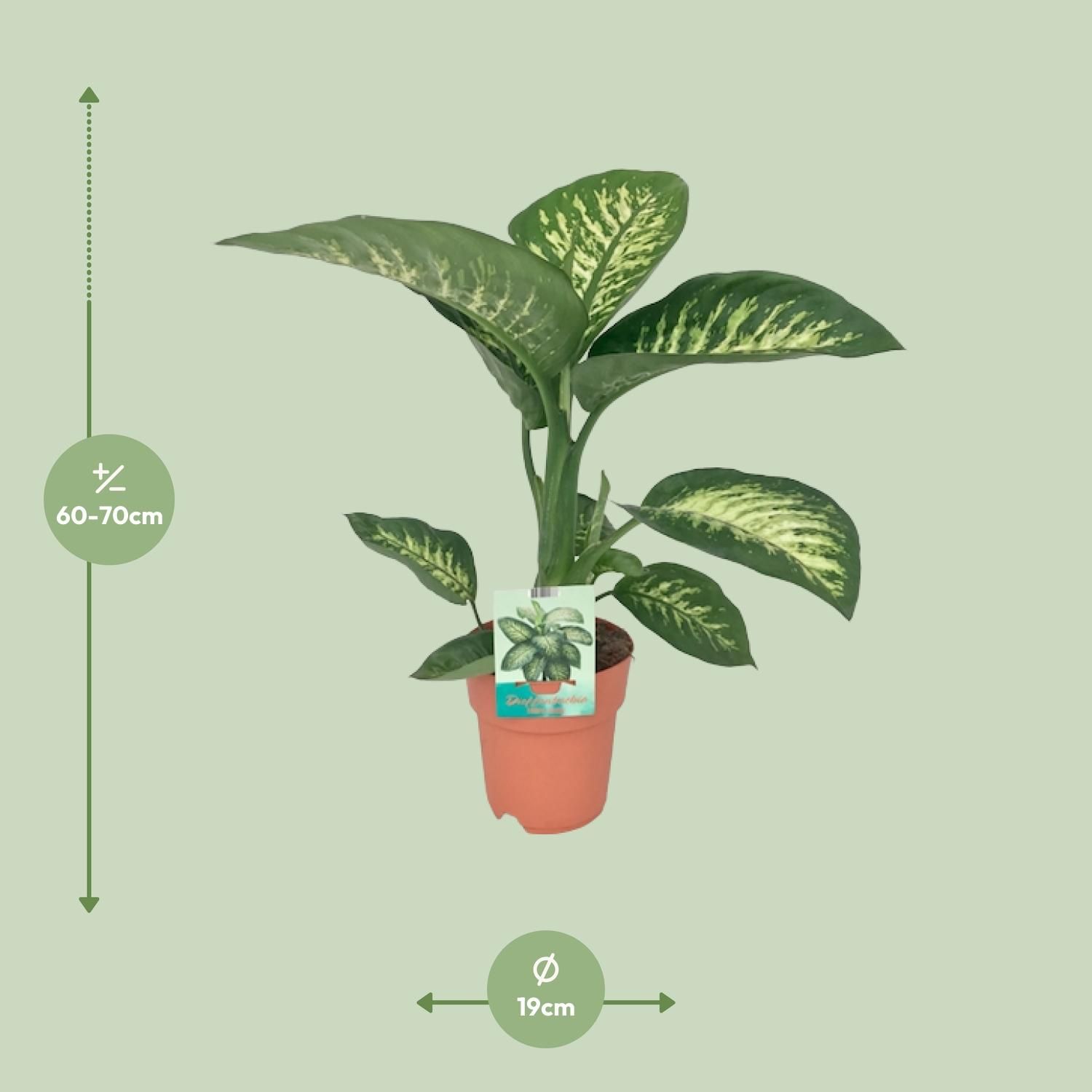 Dieffenbachia Seguine Tropic Snow (8647)