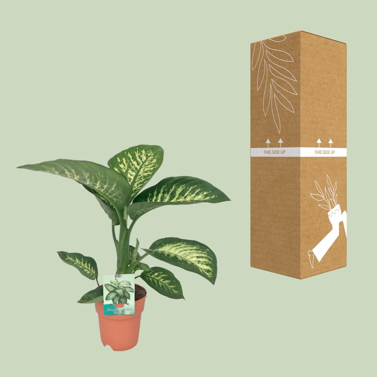 Dieffenbachia Seguine Tropic Snow (8647)