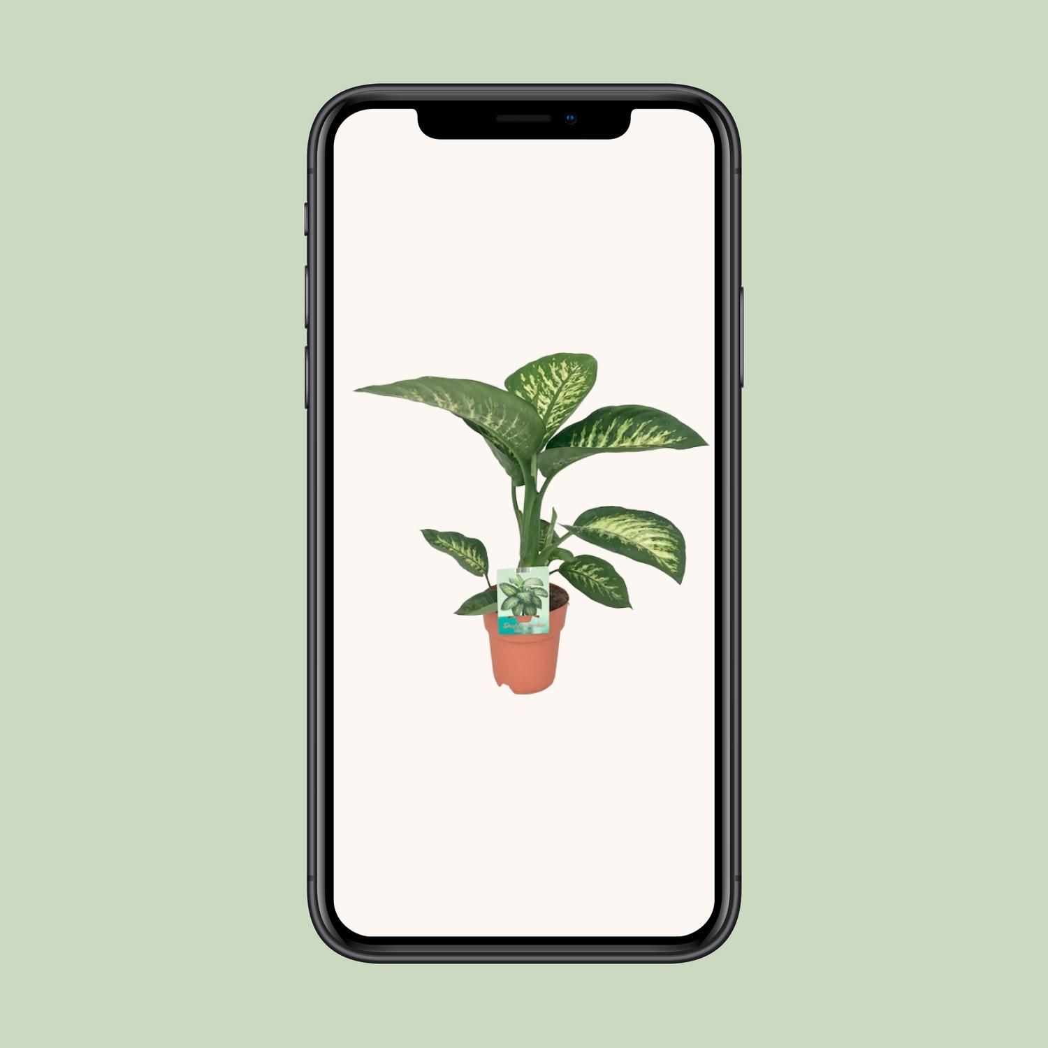 Dieffenbachia Seguine Tropic Snow (8647)