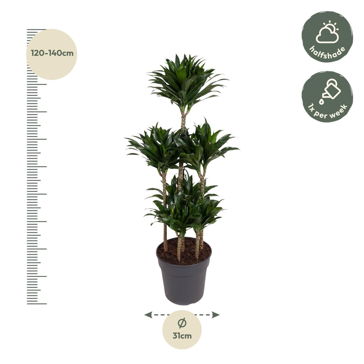 Dracaena Compacta Carrousel - 130 cm - ø31 (8721055692300)