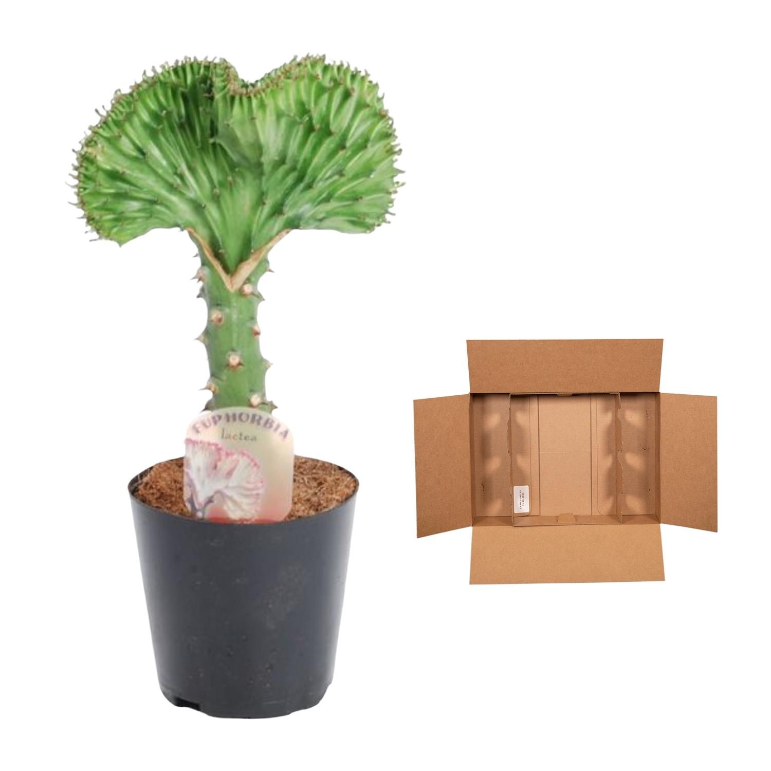 Euphorbia lactea Cristata groen - 35 cm - ø12 (8721081685031)